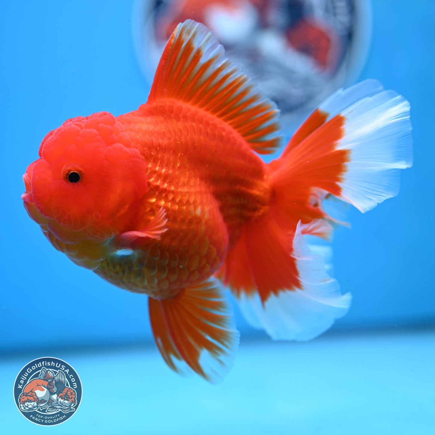 Red White Rose Tail Oranda 4 inches Body - Female (250214_OR21) - read notes