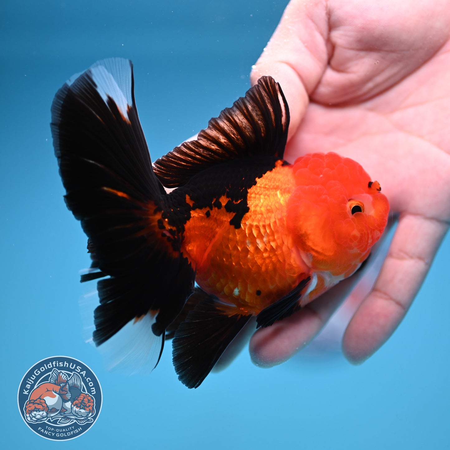 Apache Oranda 3 inch Body (250912_OR21)