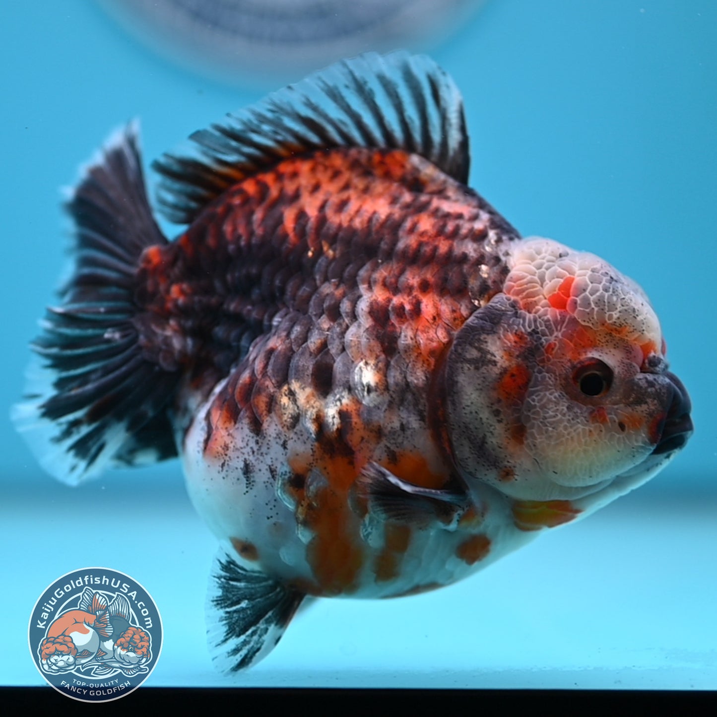 Shogun Kirin Oranda 4.5 inches Body (250530_OR21)