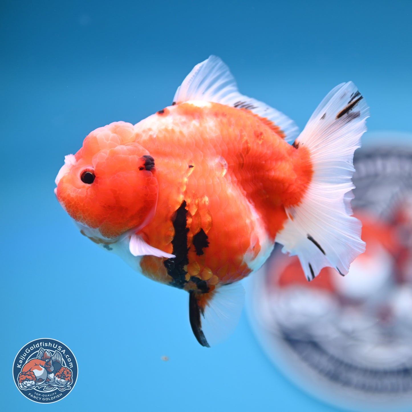 Shogun Tricolor Sakura Oranda 3.5 inches Body - Female (250131_OR21)