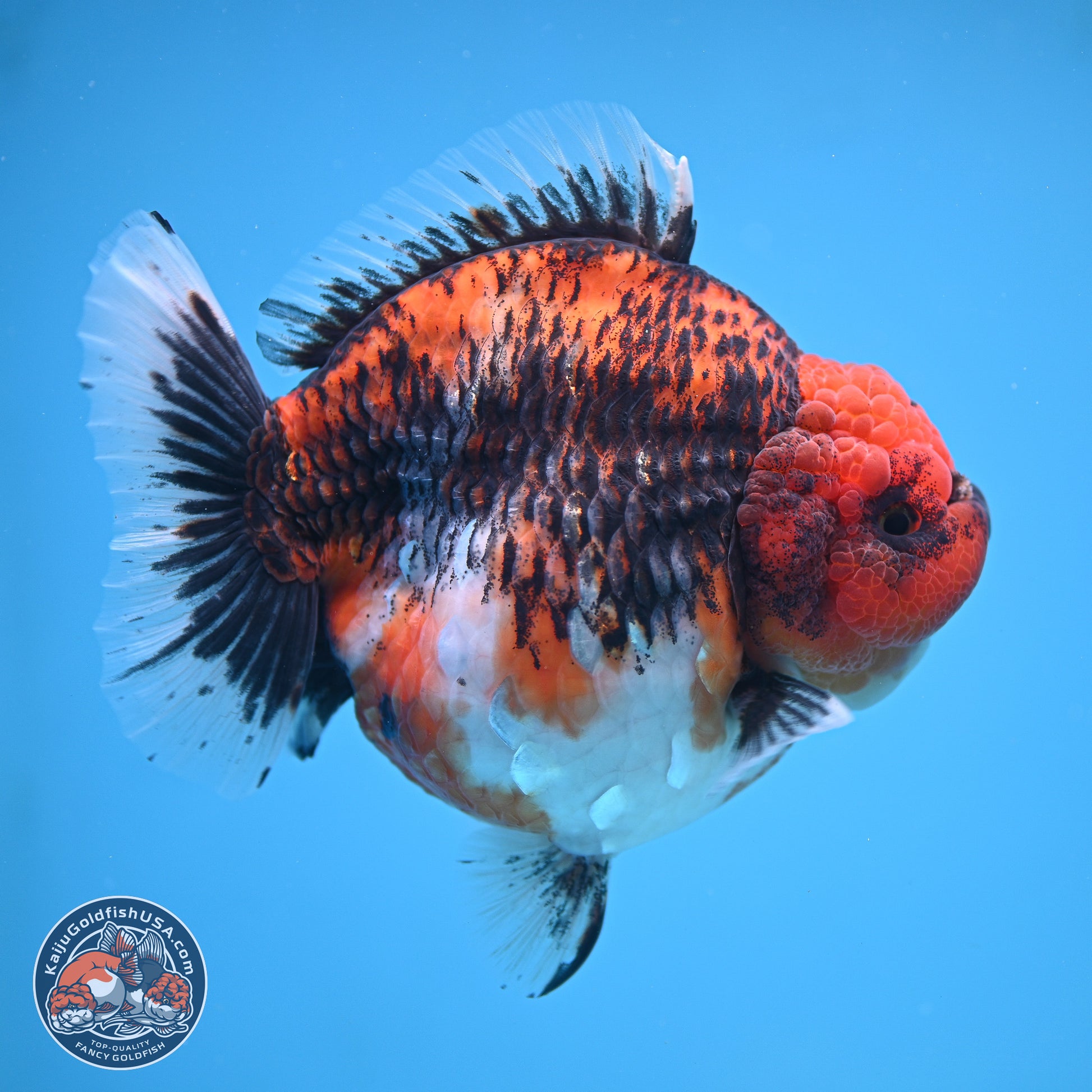 Jumbo Shogun Godzilla Oranda 6 inches - Female (241115_OR21) - Kaiju Goldfish USA