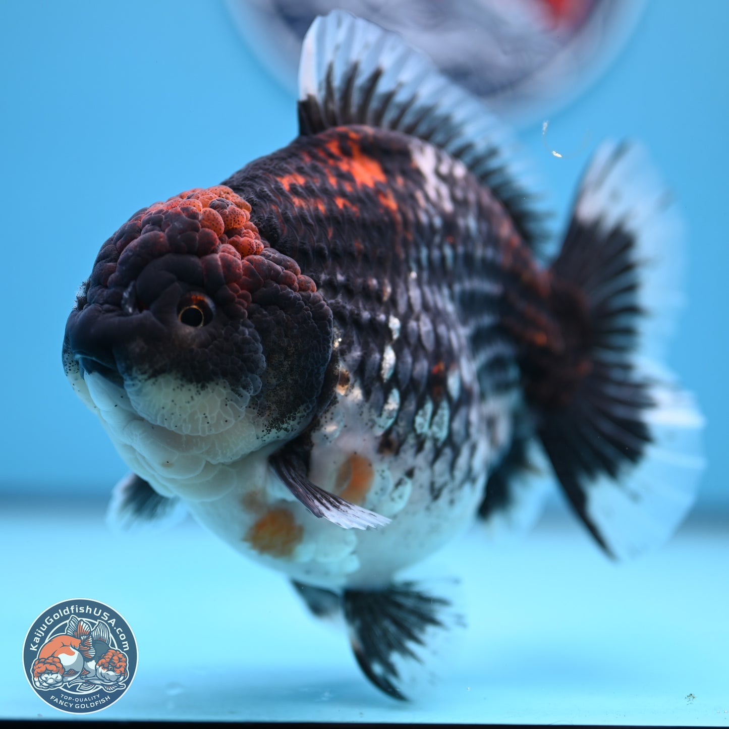 Jumbo Shogun Godzilla Oranda 6 inches - Female (241122_OR21)