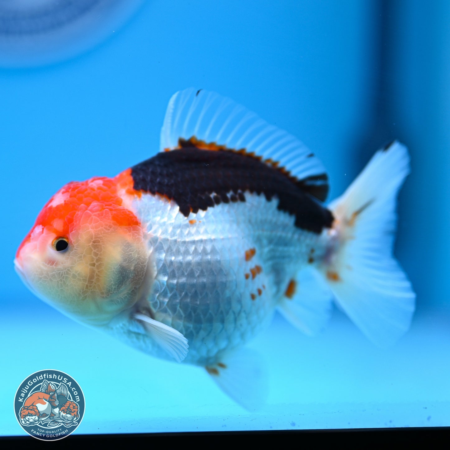 Tricolor Oranda 3.5-4.5 inches (240913_OR21) - Kaiju Goldfish USA