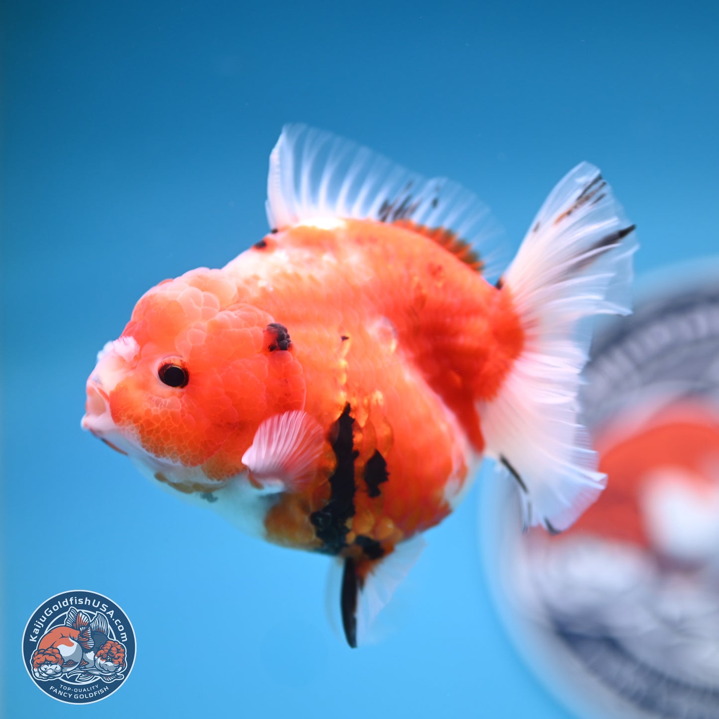 Shogun Tricolor Sakura Oranda 3.5 inches Body - Female (250131_OR21)