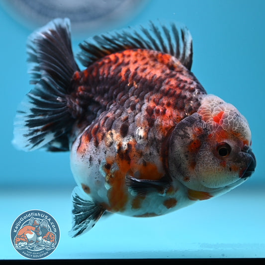 Shogun Kirin Oranda 4.5 inches Body (250530_OR21)