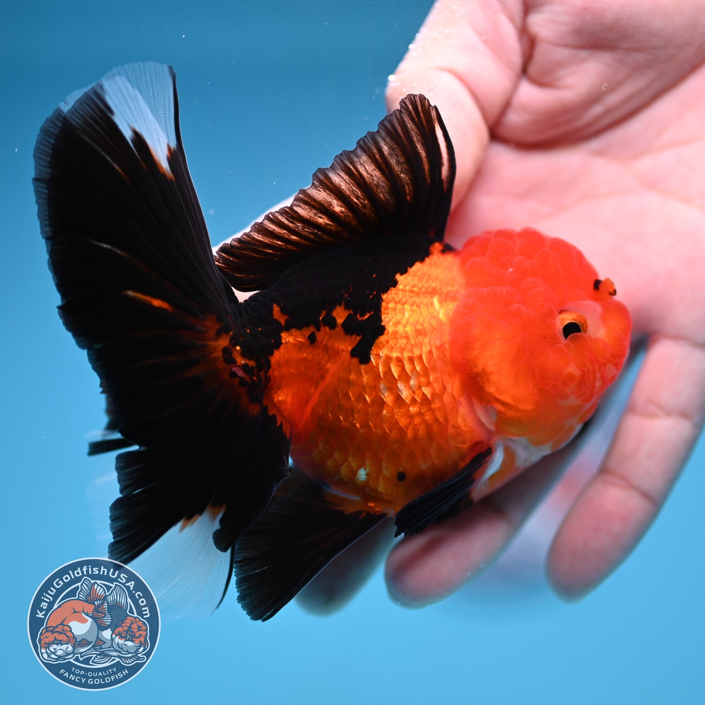 Apache Oranda 3 inch Body (250912_OR21)