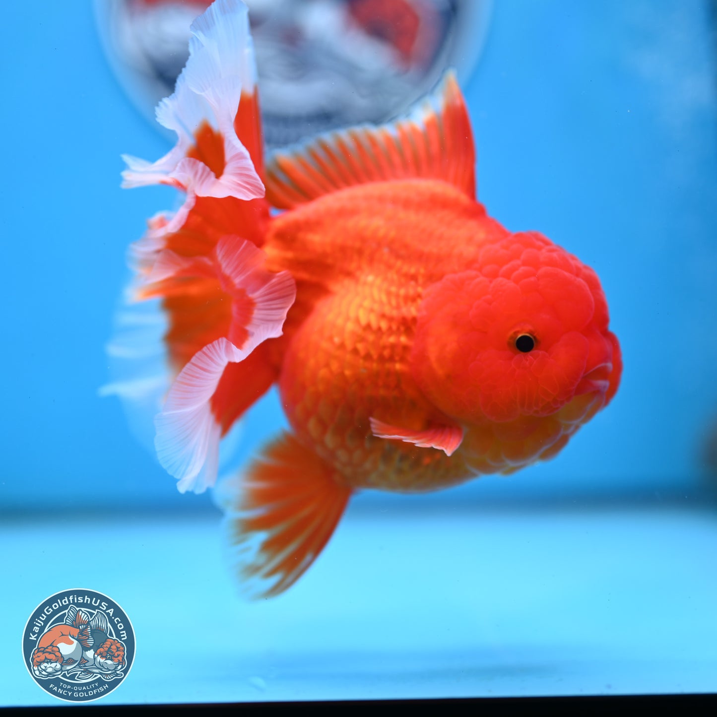 Red White Rose Tail Oranda 4 inches Body - Female (250214_OR21) - read notes