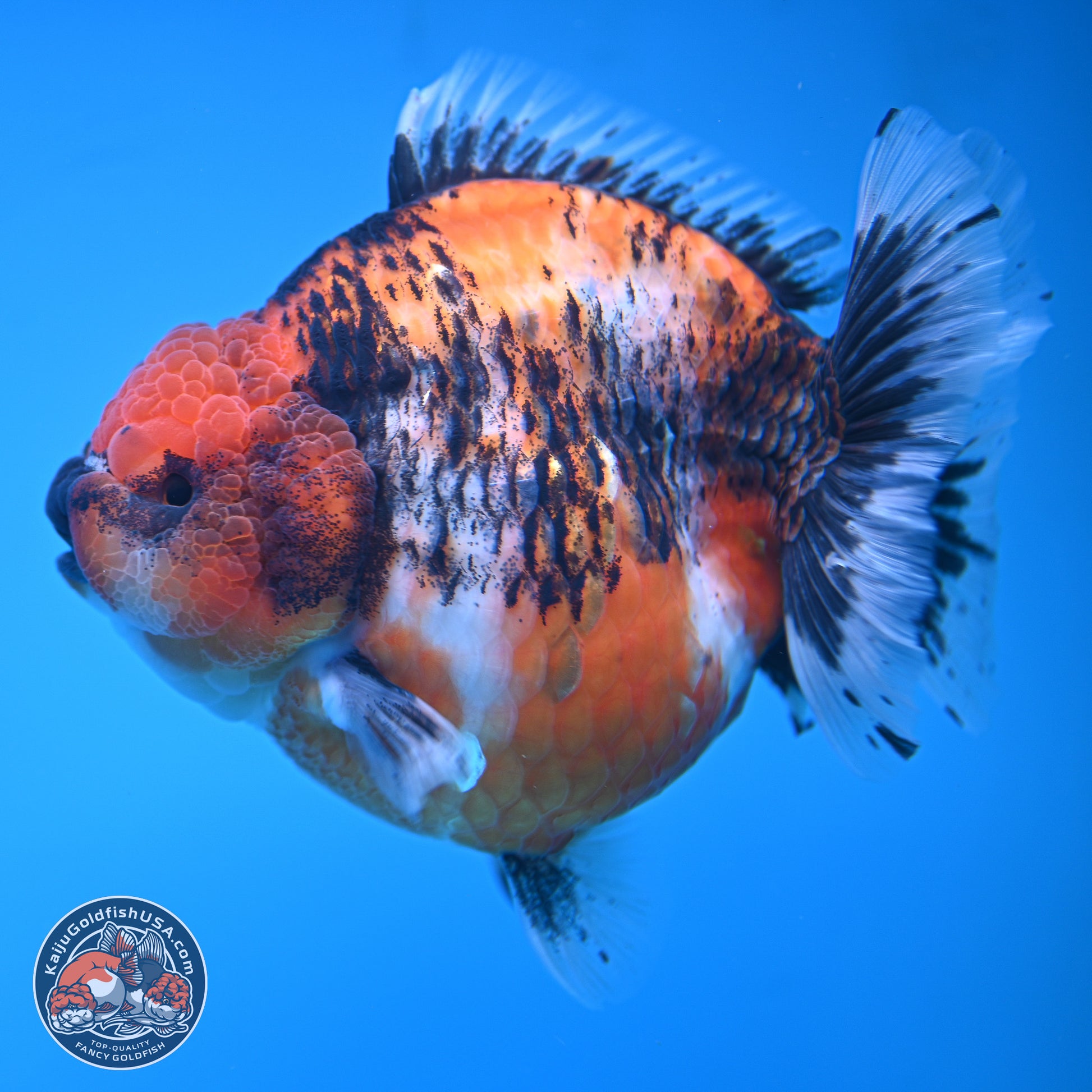 Jumbo Shogun Godzilla Oranda 6 inches - Female (241115_OR21) - Kaiju Goldfish USA