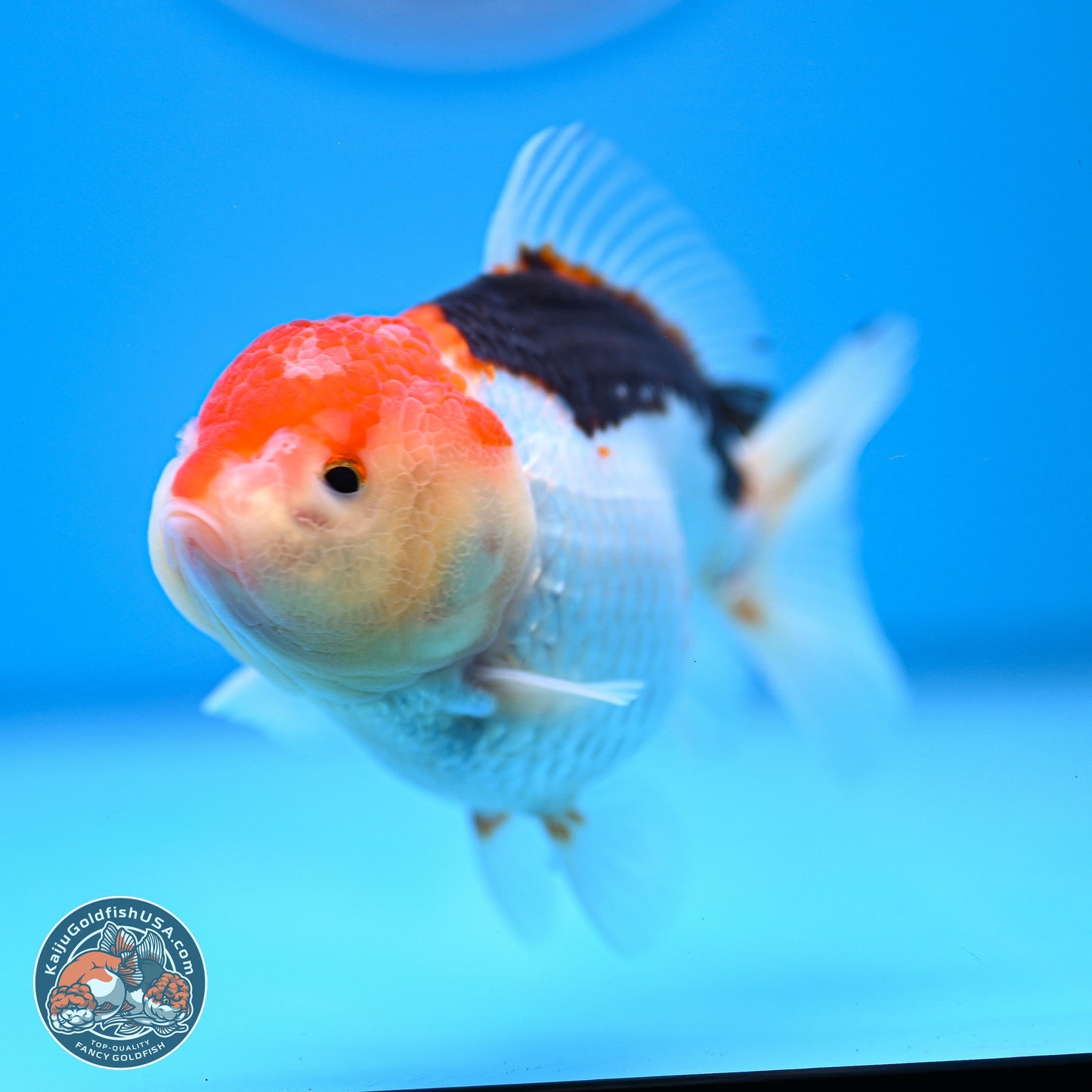 Tricolor Oranda 3.5-4.5 inches (240913_OR21) - Kaiju Goldfish USA