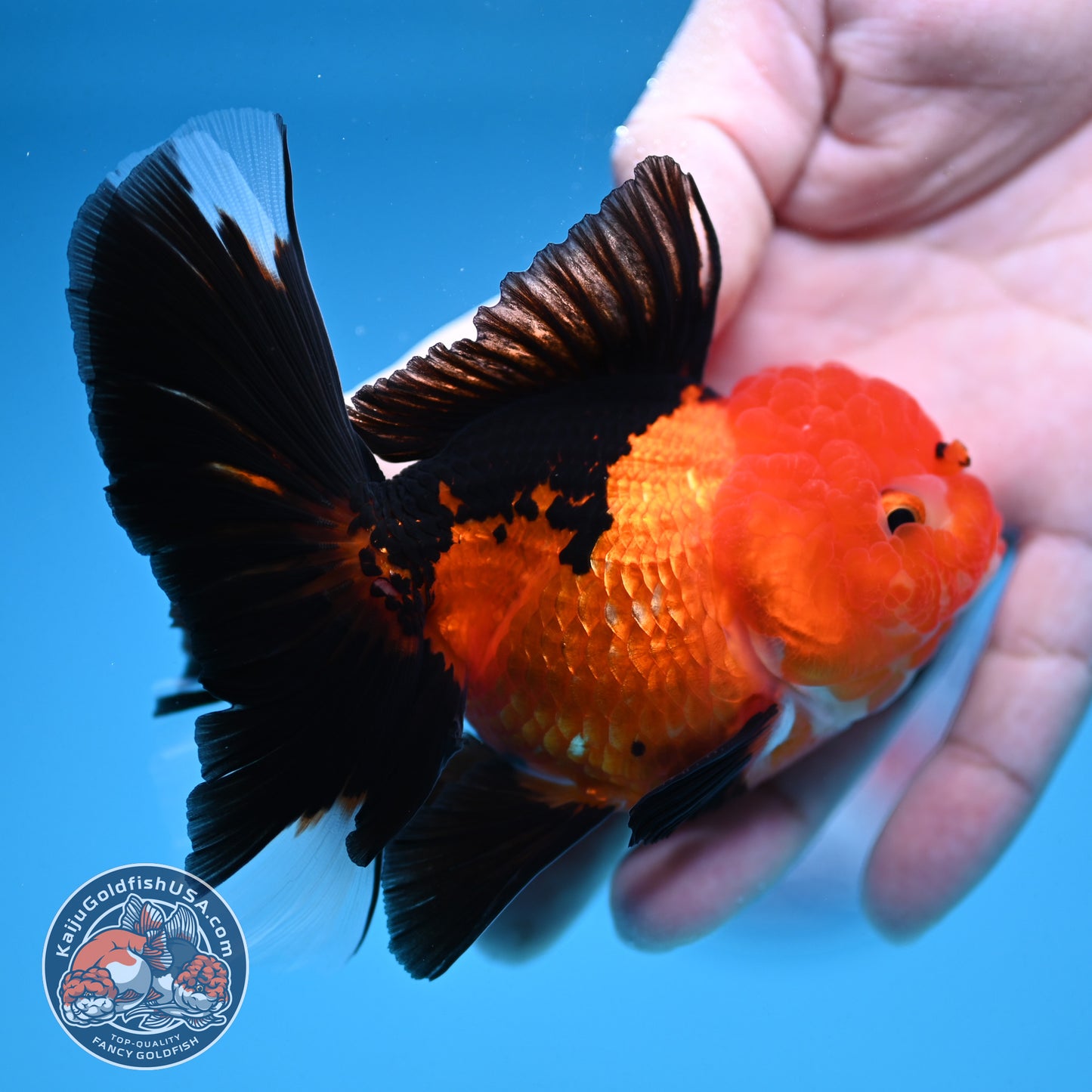Apache Oranda 3 inch Body (250912_OR21)