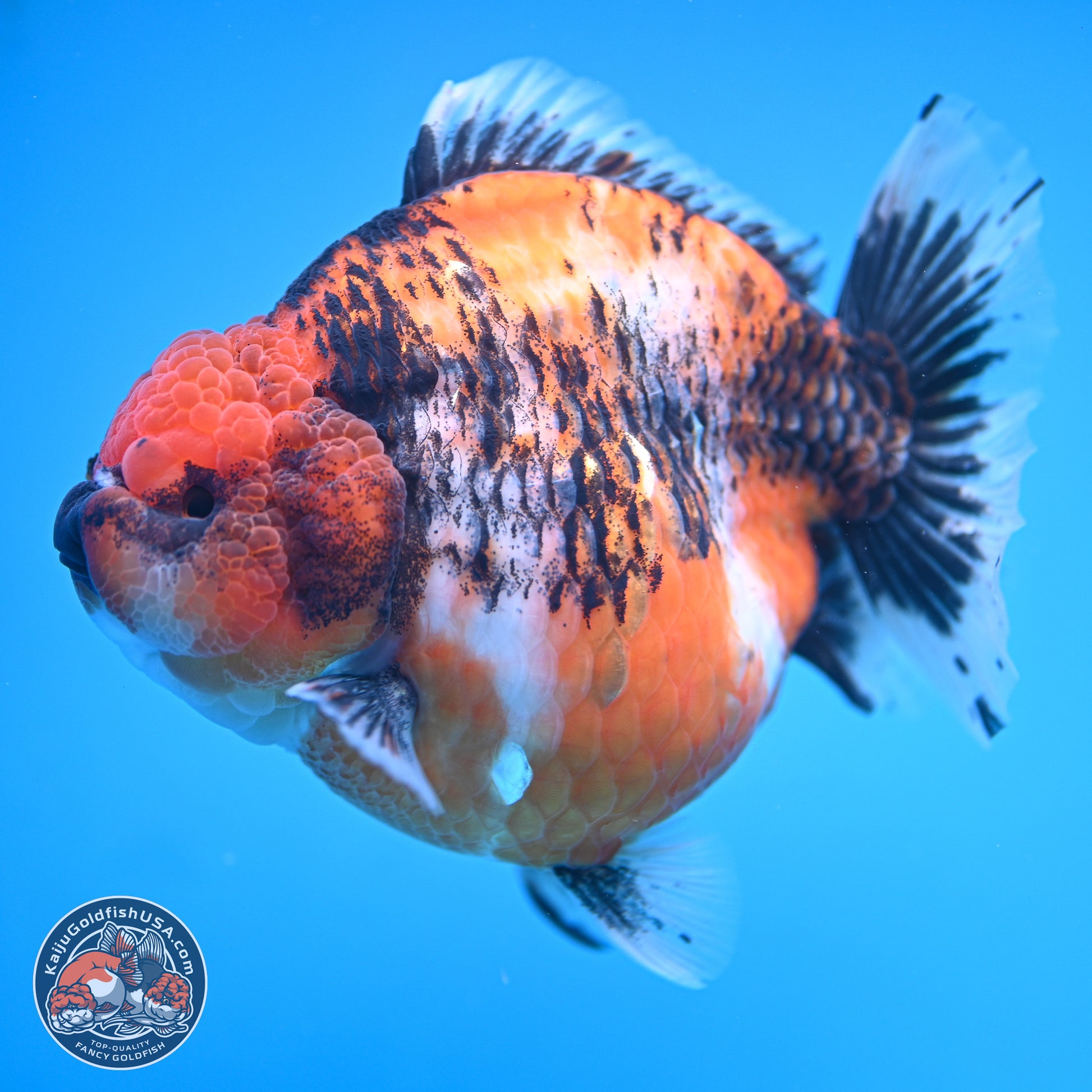 Jumbo Shogun Godzilla Oranda 6 inches - Female (241115_OR21) - Kaiju Goldfish USA