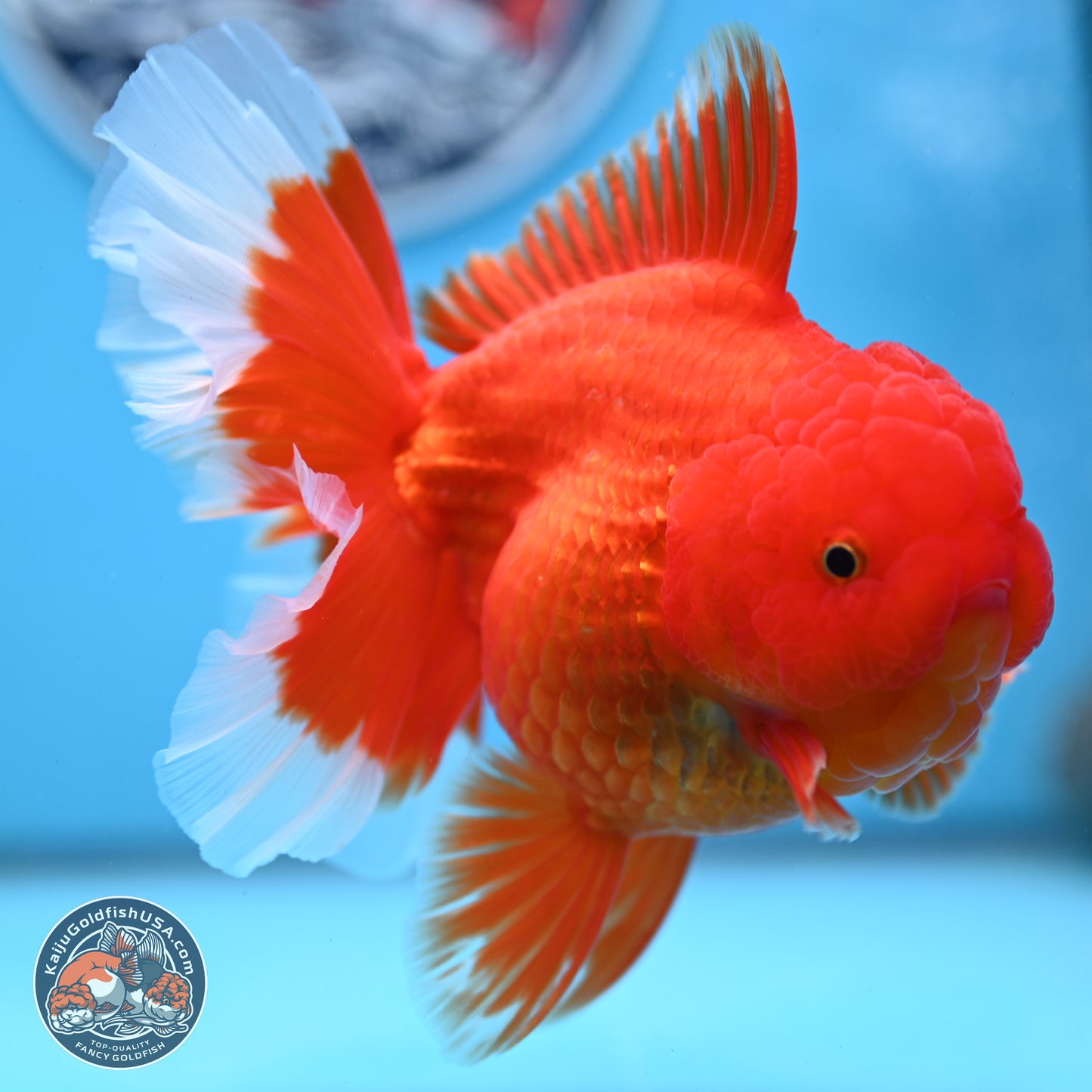 Red White Rose Tail Oranda 4 inches Body - Female (250214_OR21) - read notes