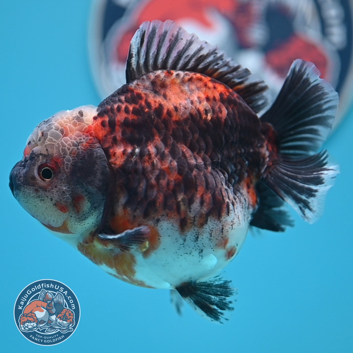 Shogun Kirin Oranda 4.5 inches Body (250530_OR21)