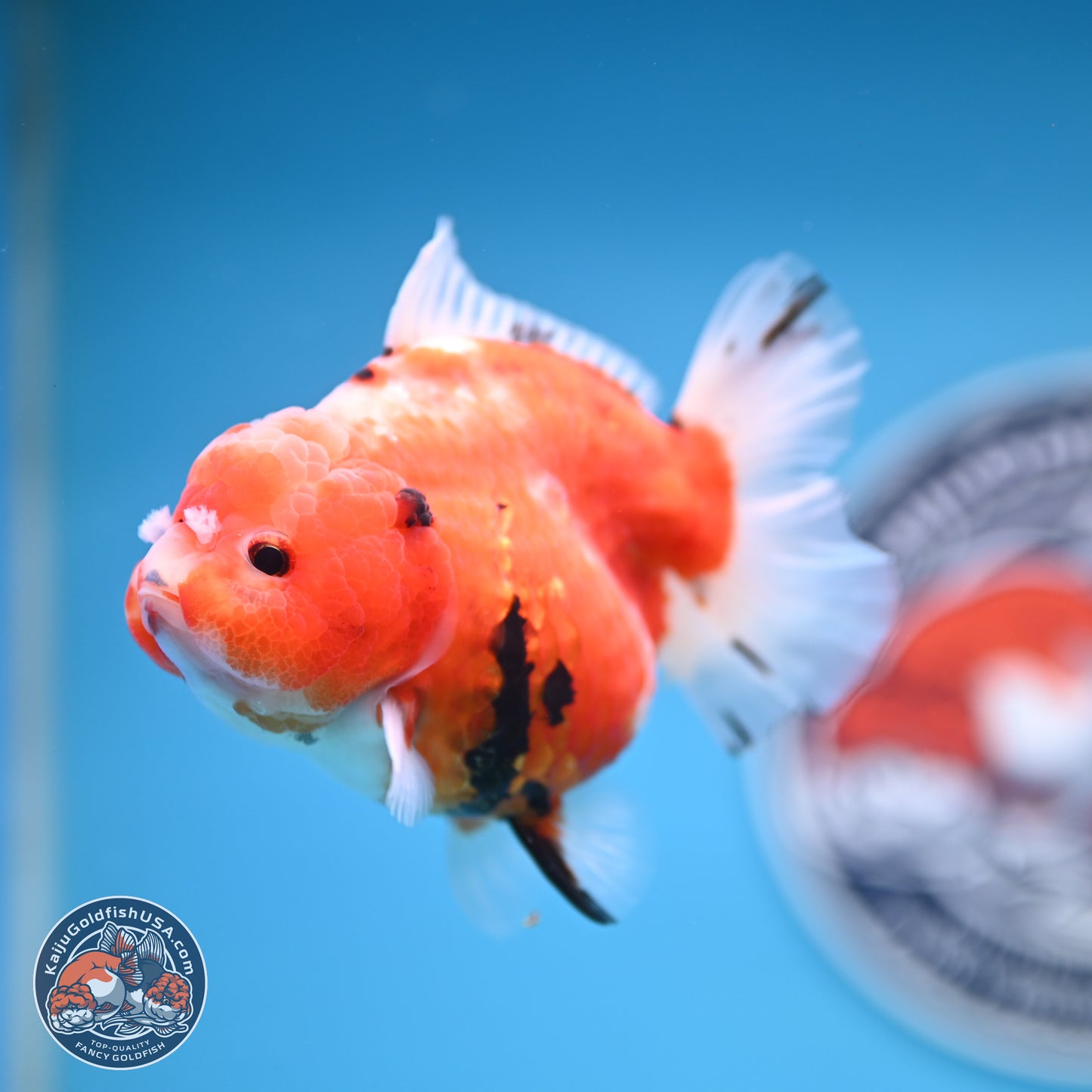 Shogun Tricolor Sakura Oranda 3.5 inches Body - Female (250131_OR21)