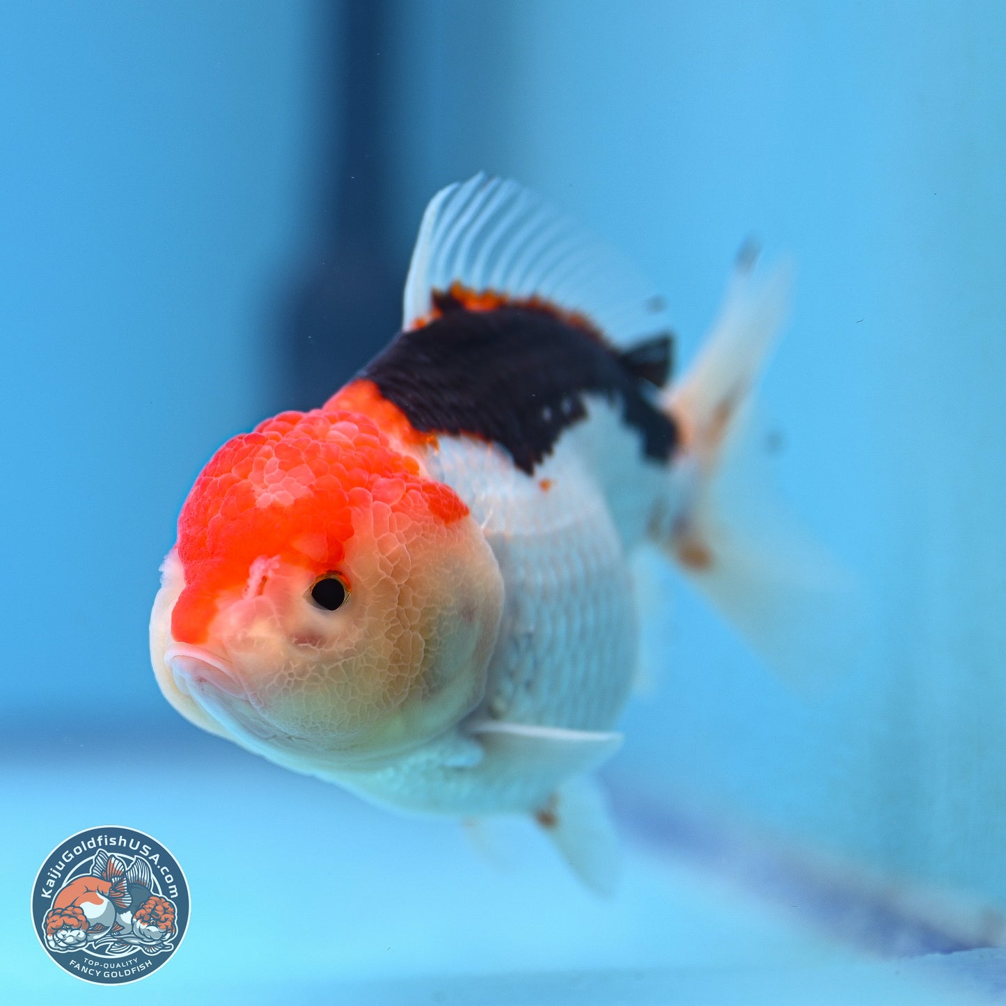 Tricolor Oranda 3.5-4.5 inches (240913_OR21) - Kaiju Goldfish USA