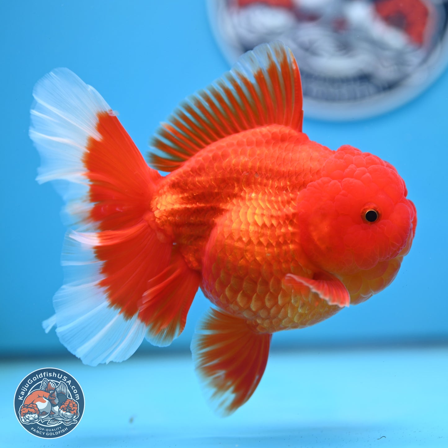 Red White Rose Tail Oranda 4 inches Body - Female (250214_OR21) - read notes