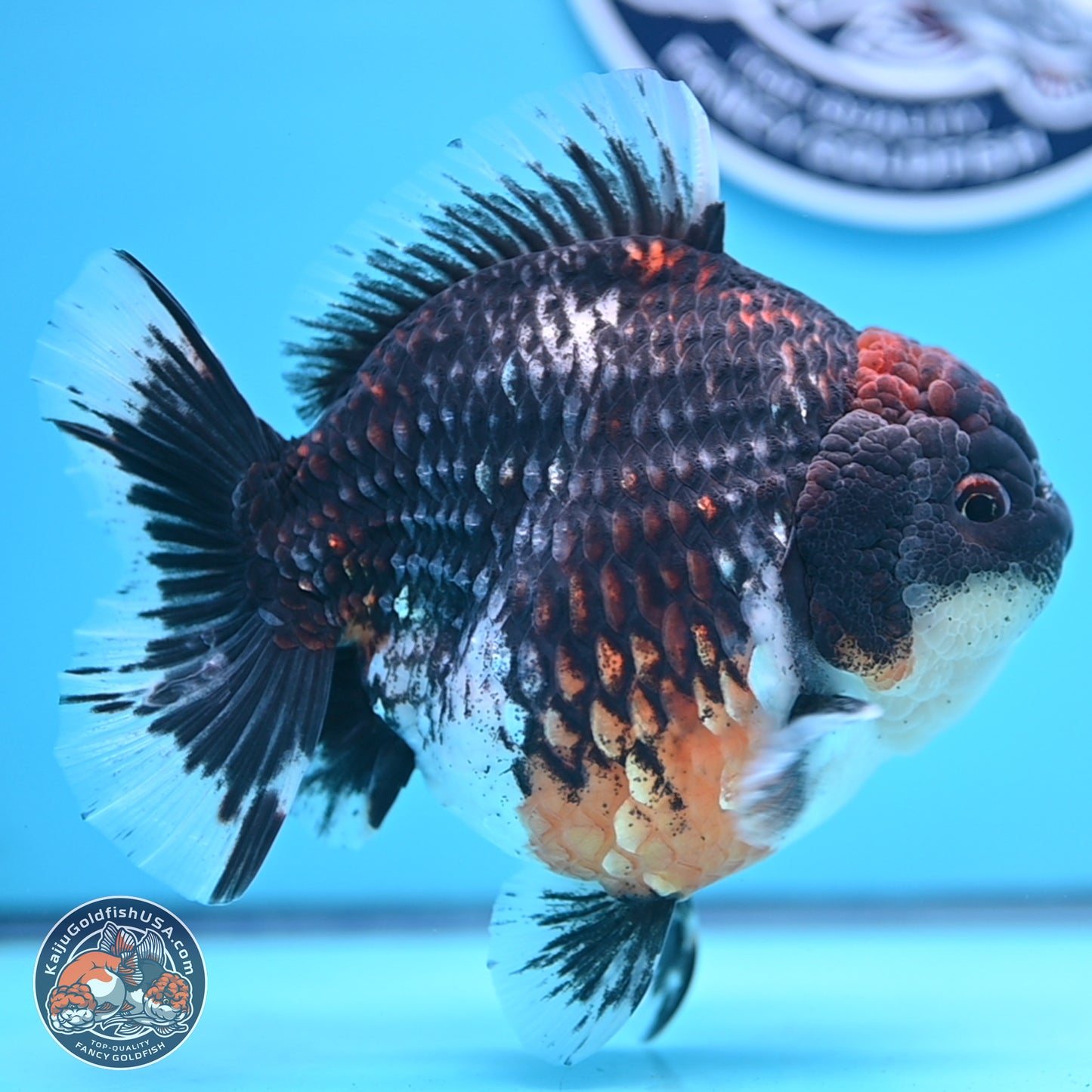 Jumbo Shogun Godzilla Oranda 6 inches - Female (241122_OR21)