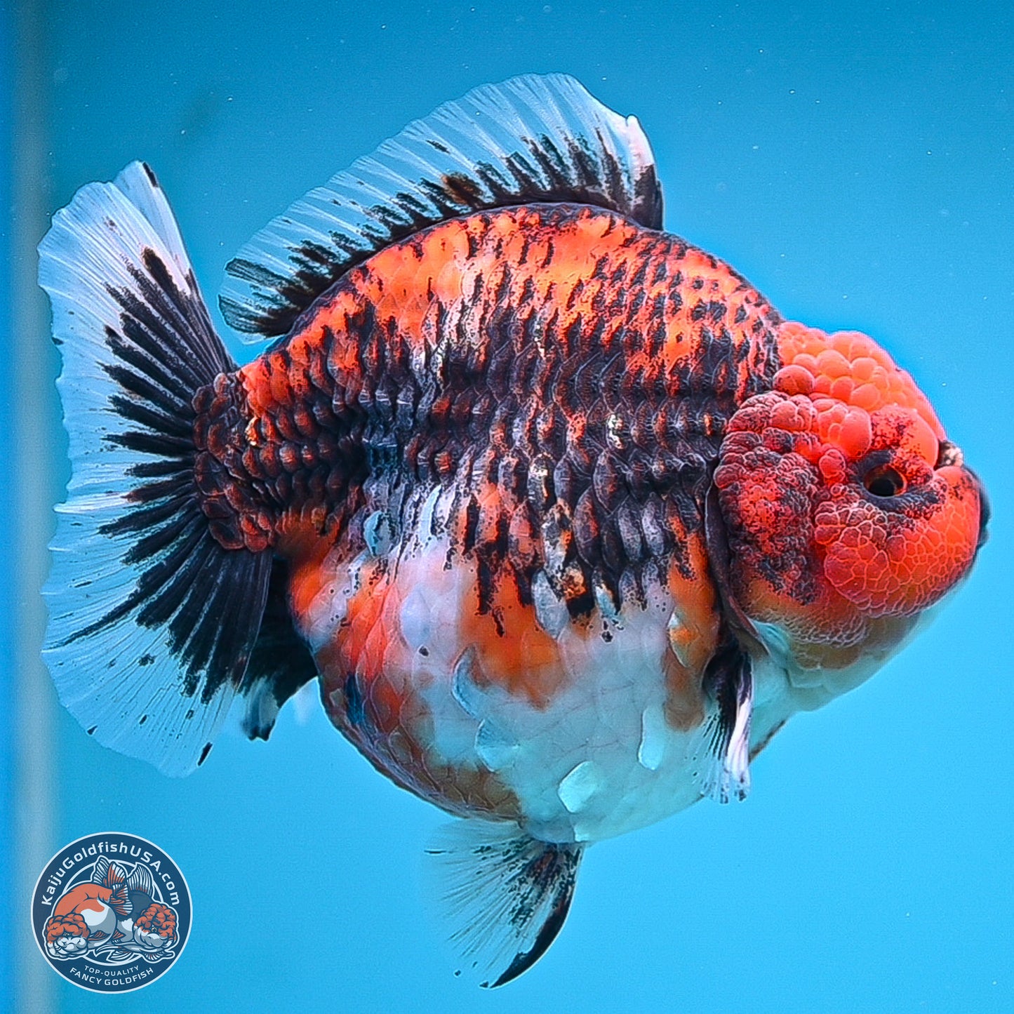 Jumbo Shogun Godzilla Oranda 6 inches - Female (241115_OR21) - Kaiju Goldfish USA