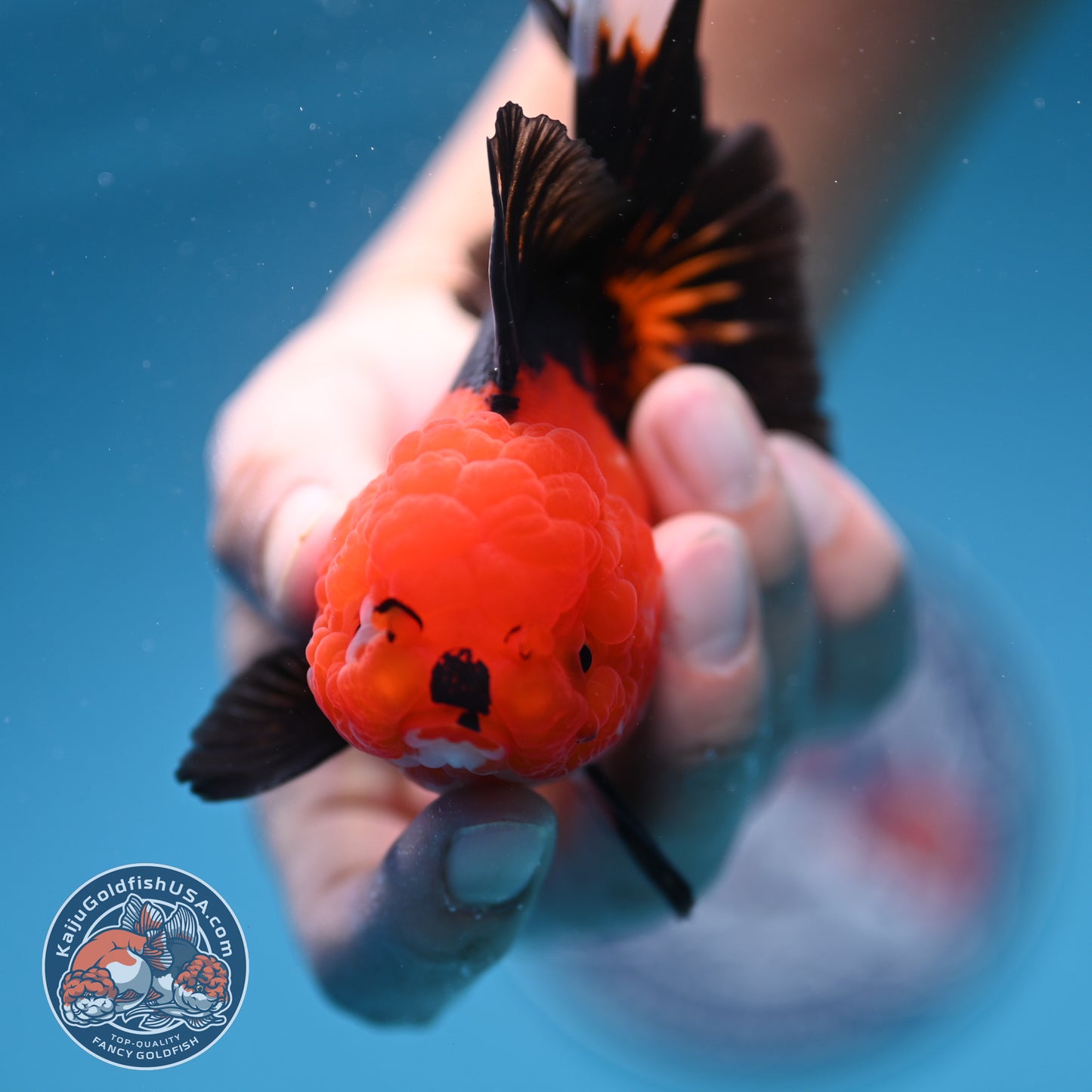 Apache Oranda 3 inch Body (250912_OR21)