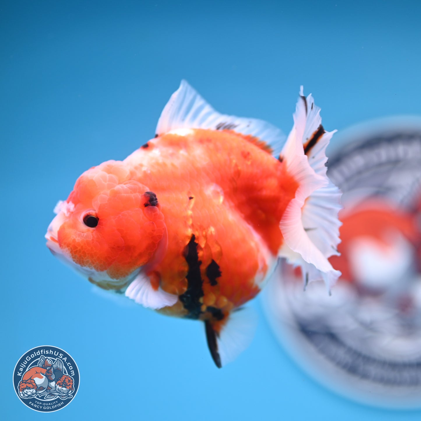 Shogun Tricolor Sakura Oranda 3.5 inches Body - Female (250131_OR21)