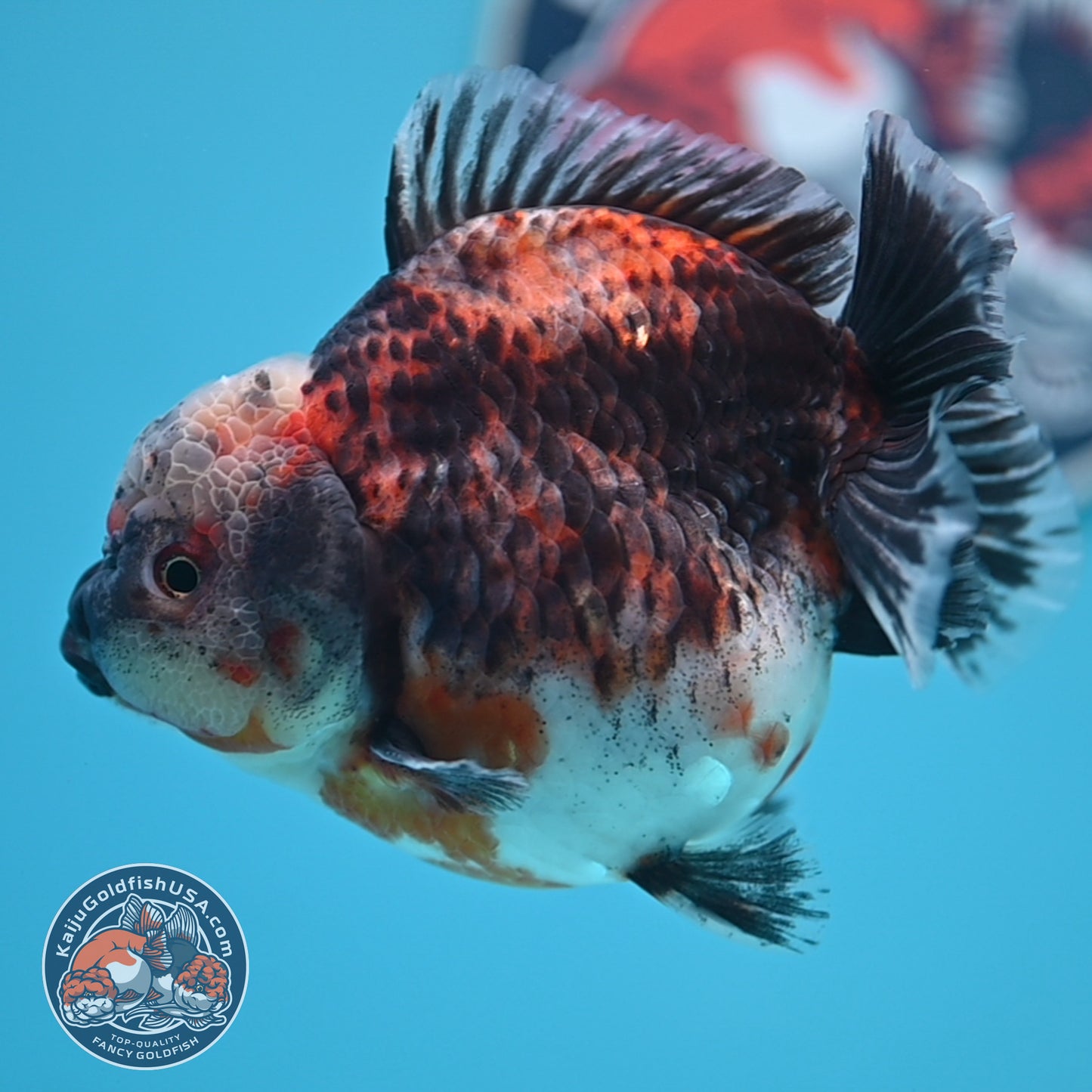 Shogun Kirin Oranda 4.5 inches Body (250530_OR21)