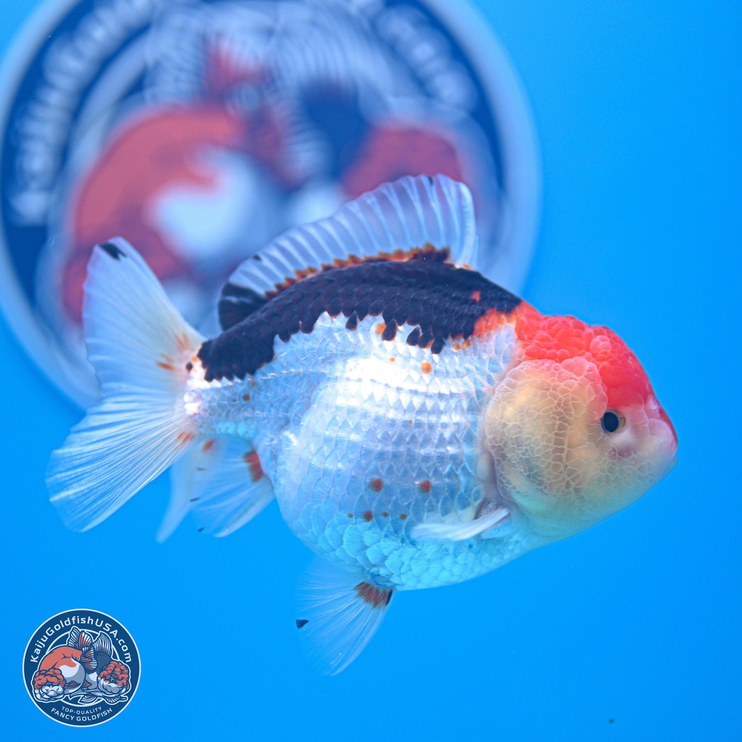 Tricolor Oranda 3.5-4.5 inches (240913_OR21) - Kaiju Goldfish USA