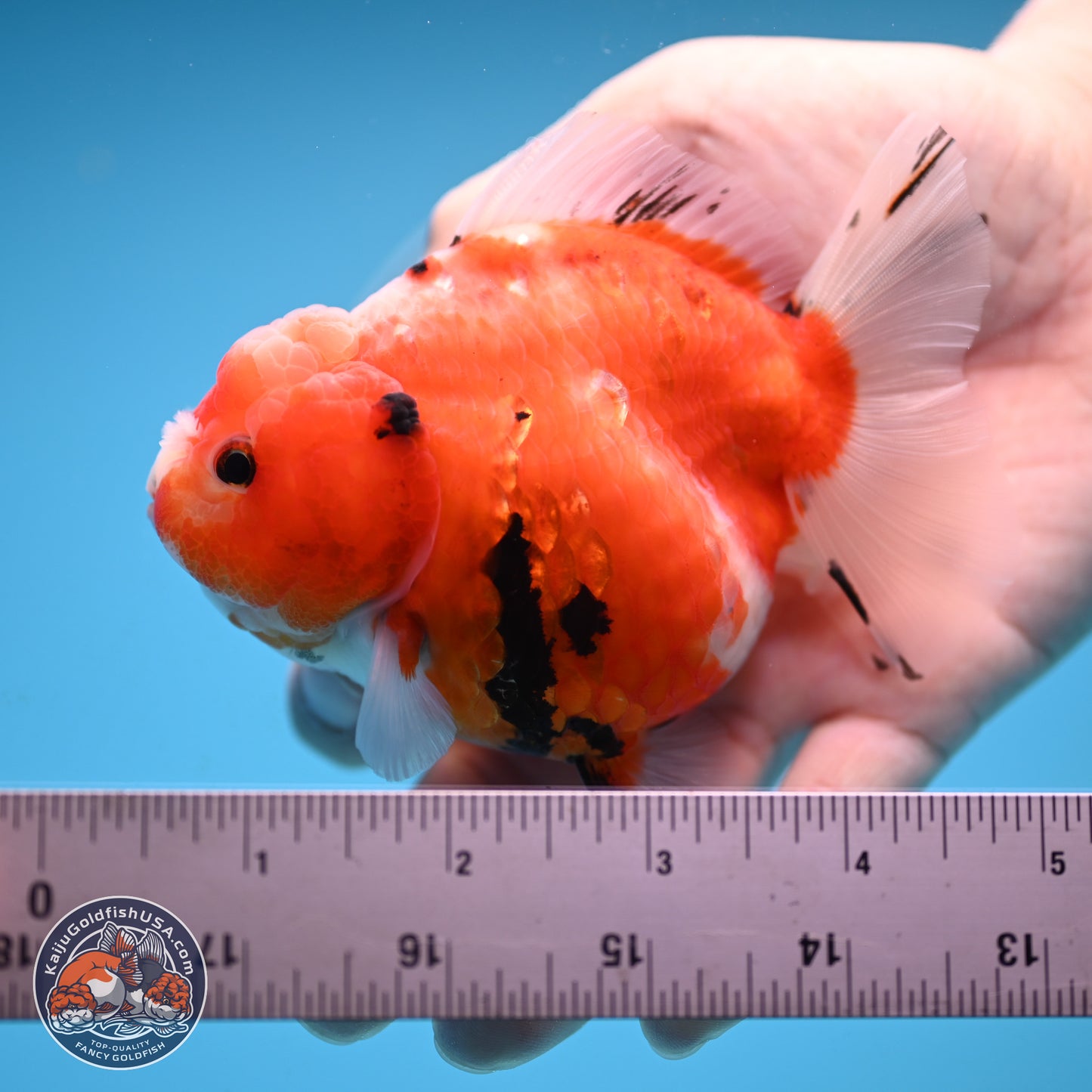 Shogun Tricolor Sakura Oranda 3.5 inches Body - Female (250131_OR21)