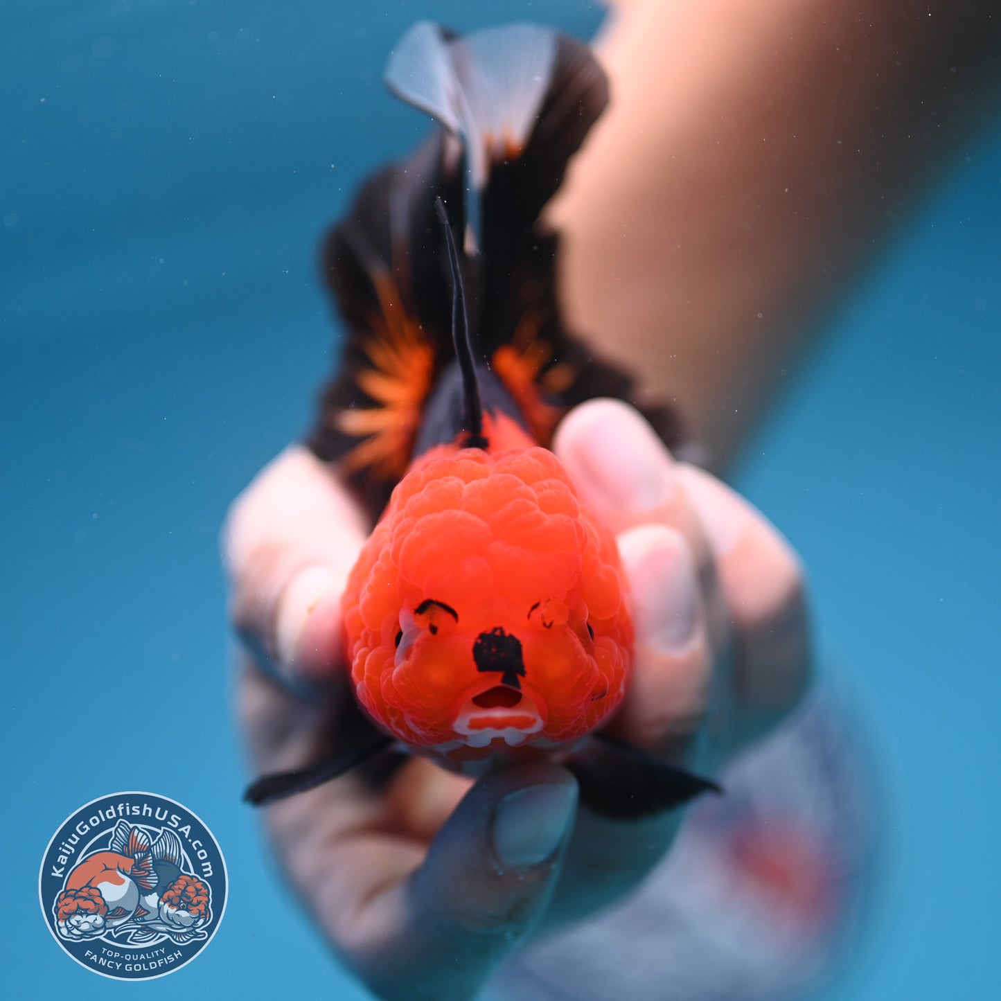 Apache Oranda 3 inch Body (250912_OR21)