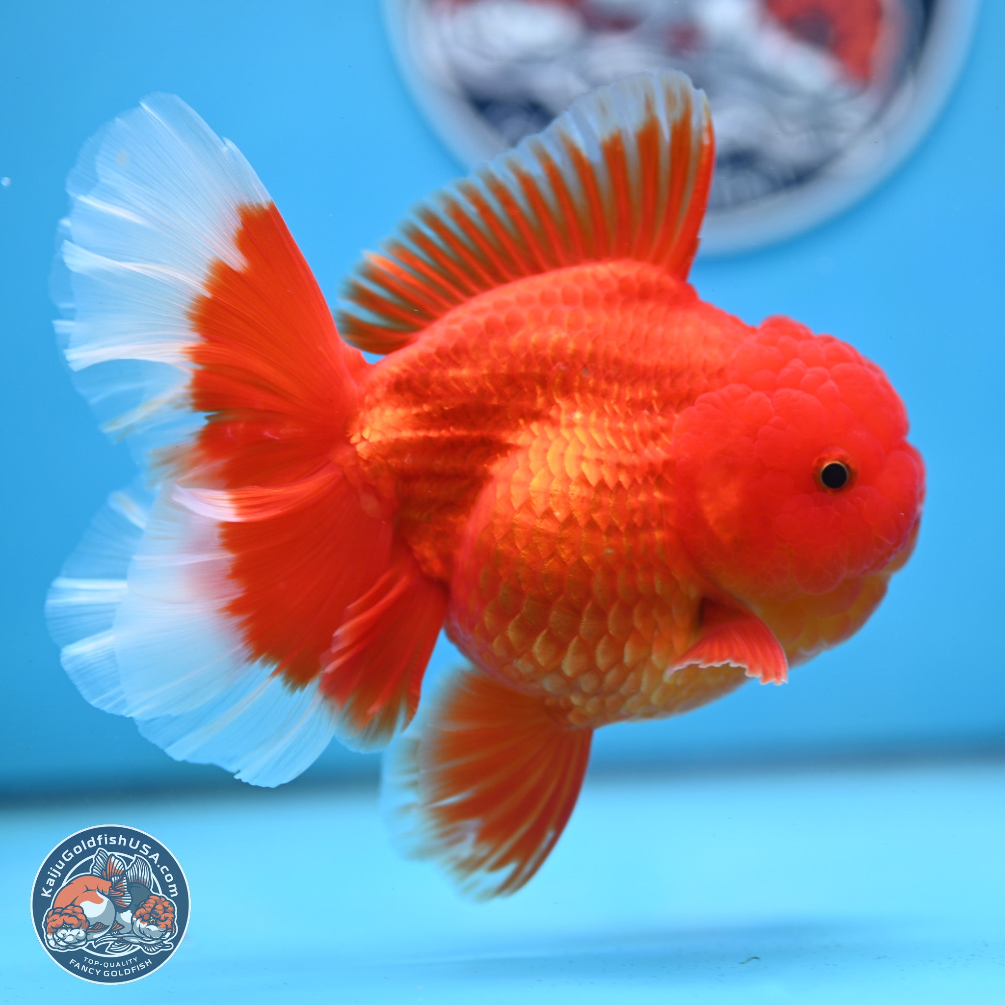 Red White Orchid Tail Oranda Goldfish for Sale | Kaiju Goldfish USA