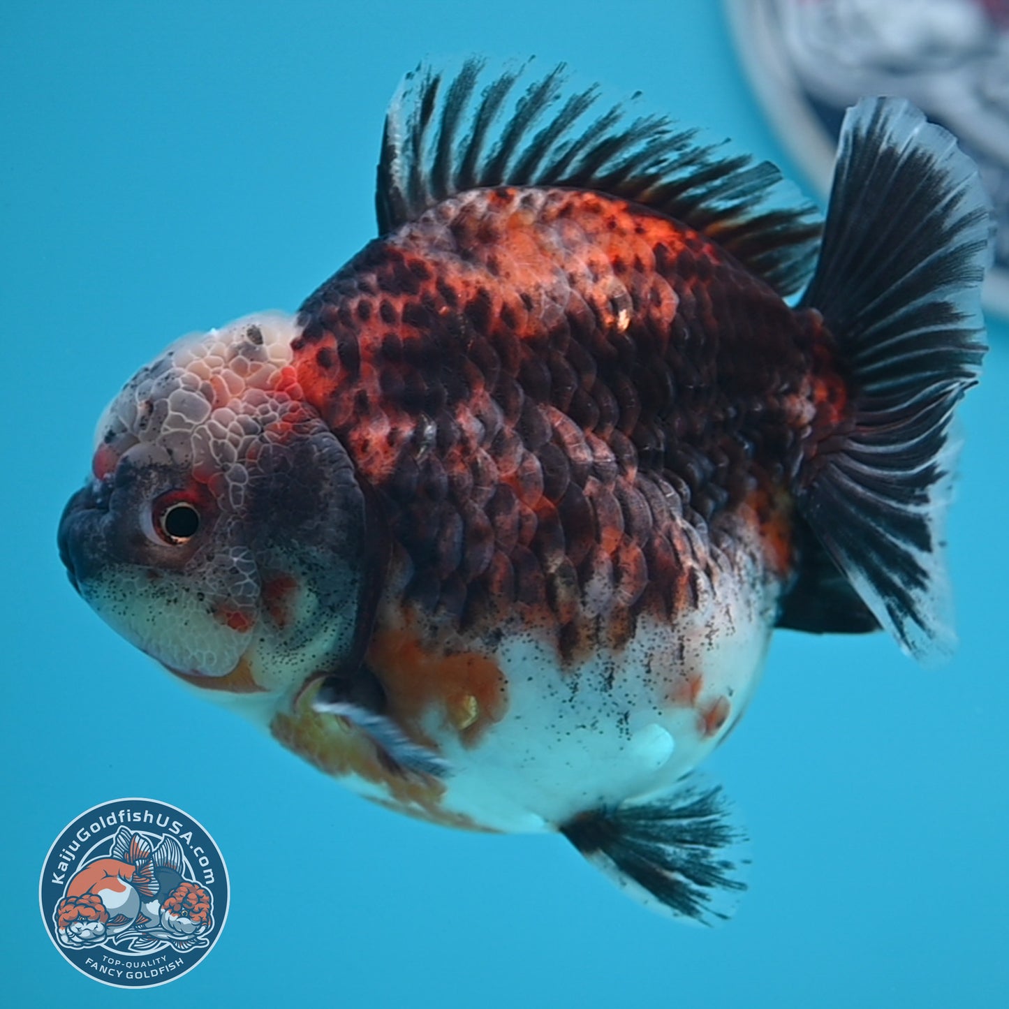 Shogun Kirin Oranda 4.5 inches Body (250530_OR21)
