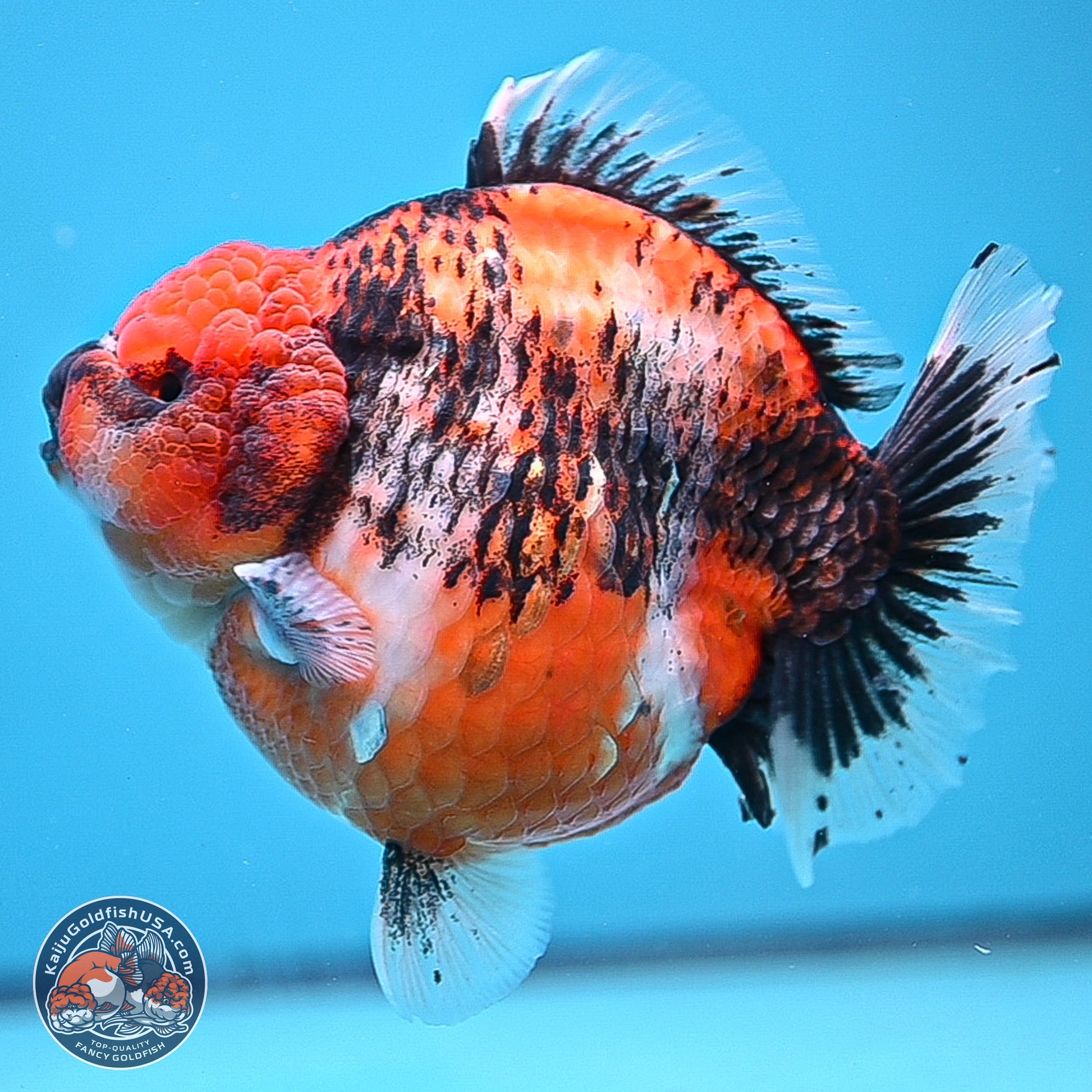 Jumbo Shogun Godzilla Oranda 6 inches - Female (241115_OR21) - Kaiju Goldfish USA