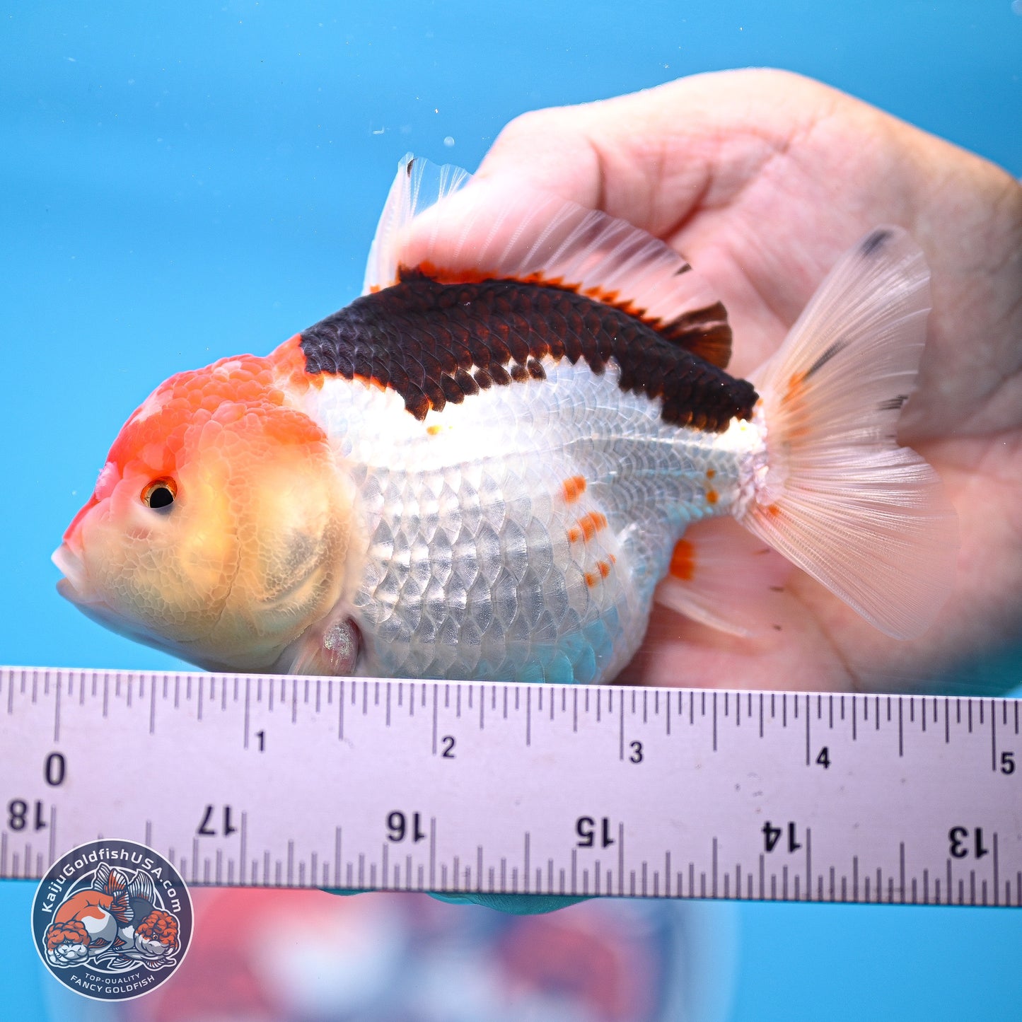 Tricolor Oranda 3.5-4.5 inches (240913_OR21) - Kaiju Goldfish USA