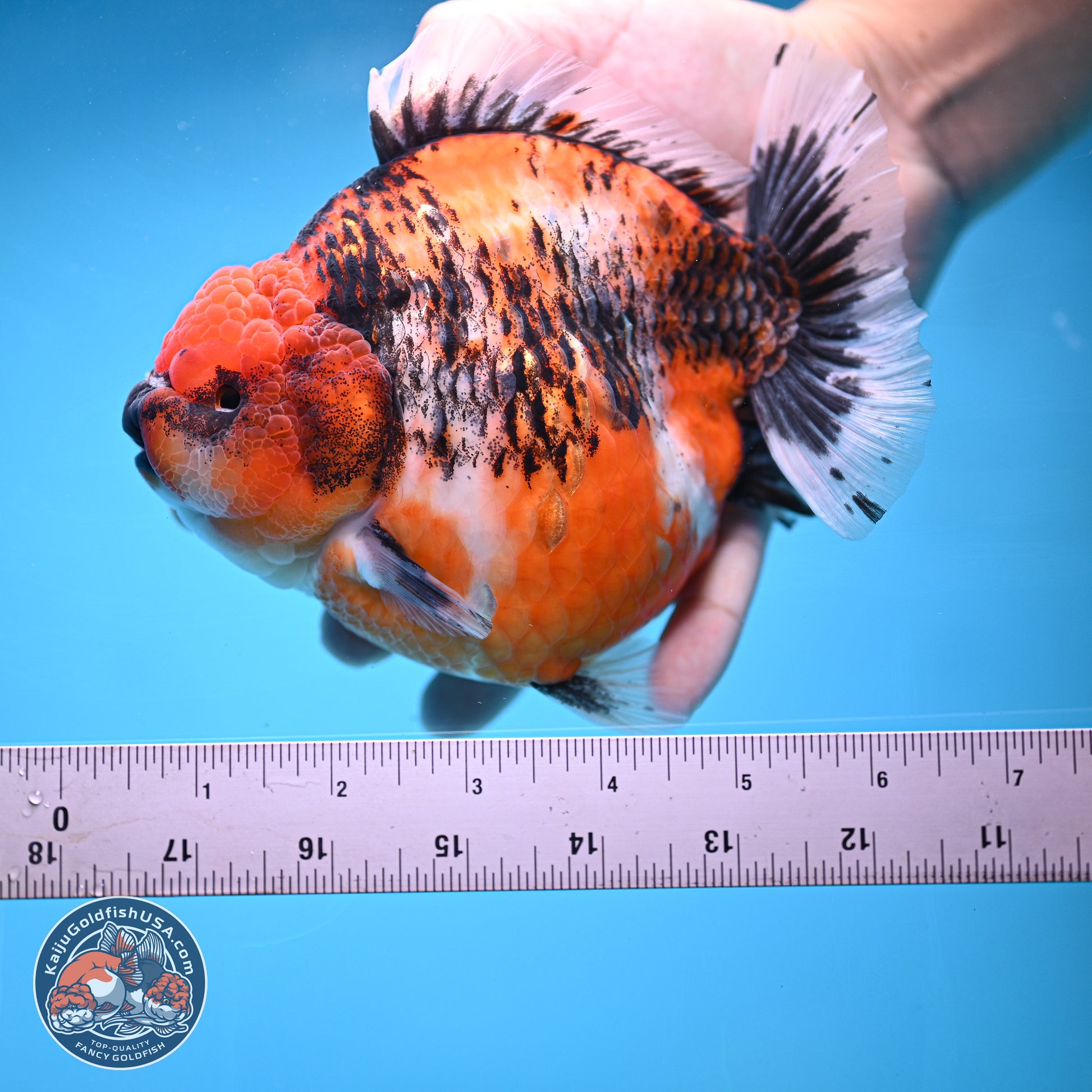 Jumbo Shogun Godzilla Oranda 6 inches - Female (241115_OR21) - Kaiju Goldfish USA