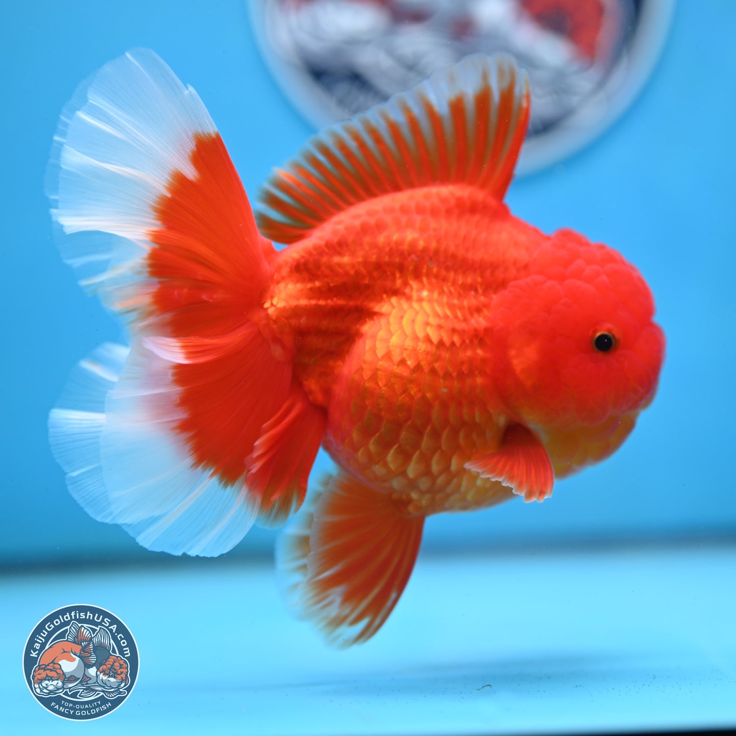 Red White Rose Tail Oranda 4 inches Body - Female (250214_OR21) - read notes