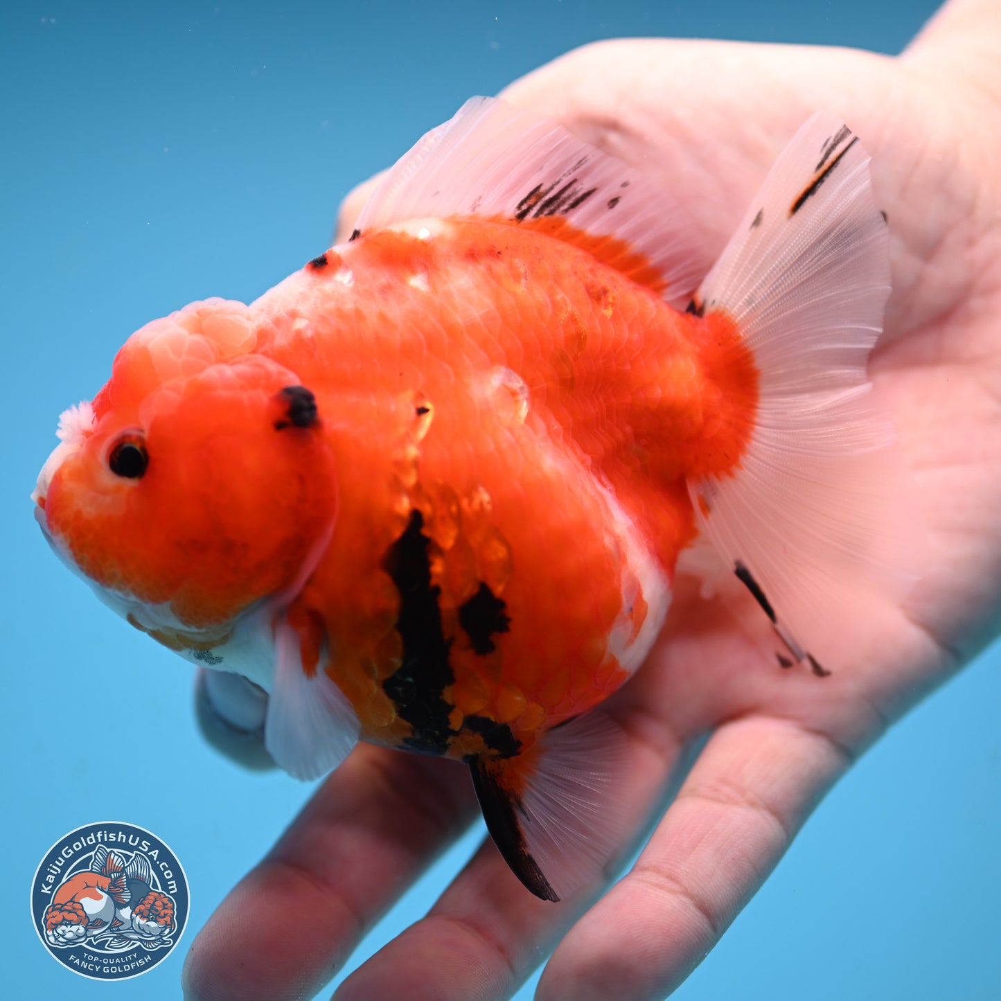 Shogun Tricolor Sakura Oranda 3.5 inches Body - Female (250131_OR21)