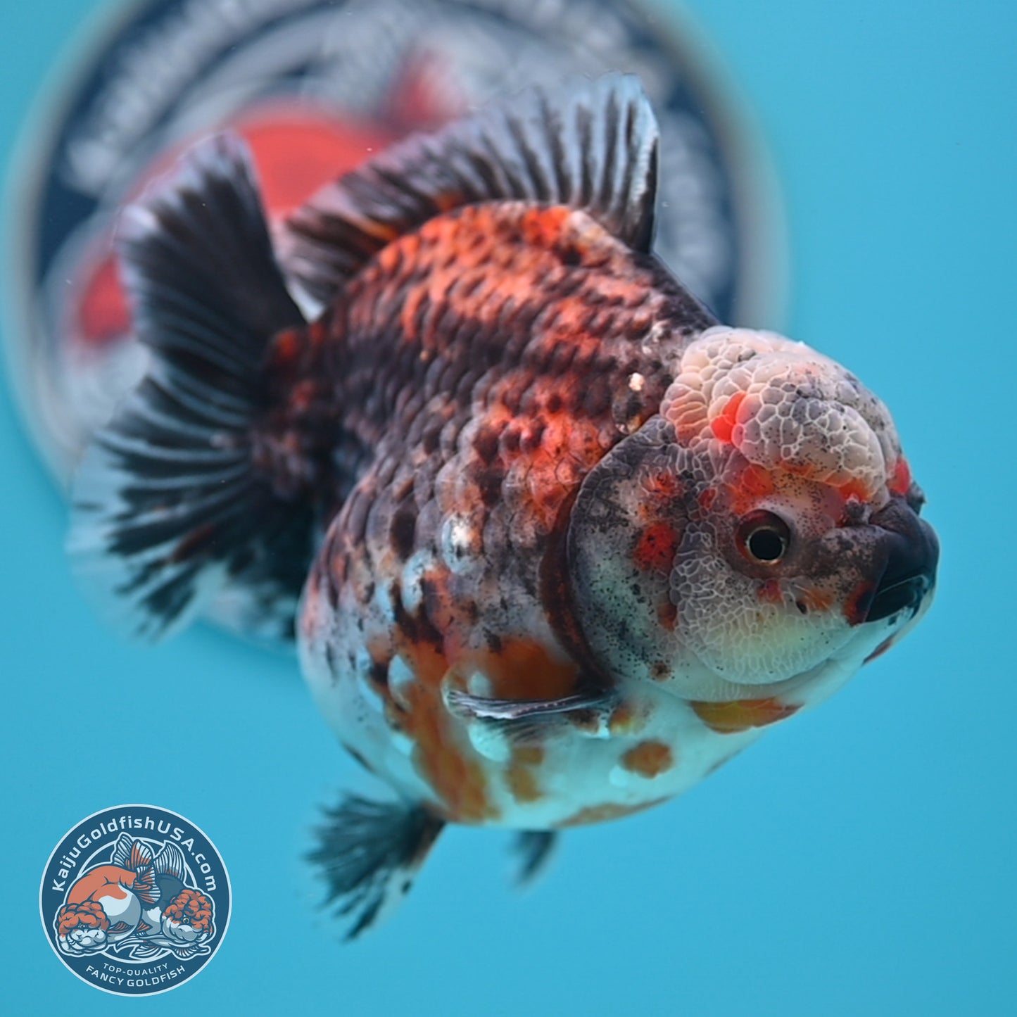 Shogun Kirin Oranda 4.5 inches Body (250530_OR21)