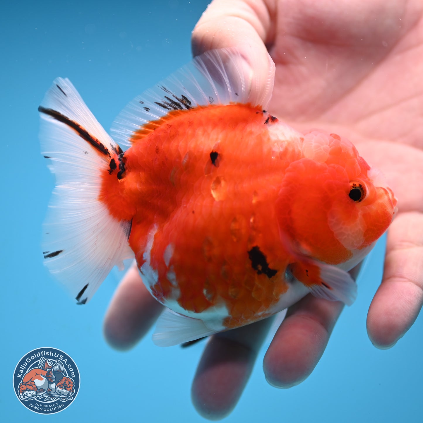 Shogun Tricolor Sakura Oranda 3.5 inches Body - Female (250131_OR21)