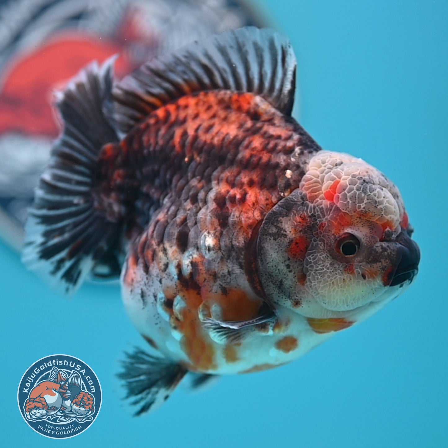 Shogun Kirin Oranda 4.5 inches Body (250530_OR21)