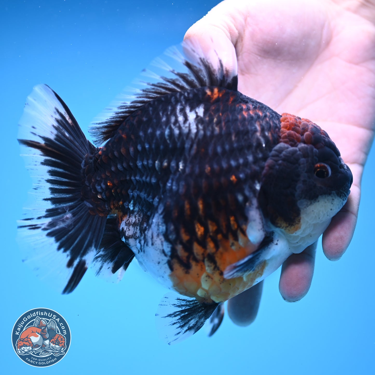 Jumbo Shogun Godzilla Oranda 6 inches - Female (241122_OR21)