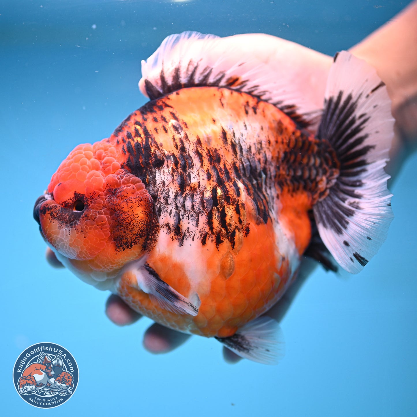 Jumbo Shogun Godzilla Oranda 6 inches - Female (241115_OR21) - Kaiju Goldfish USA