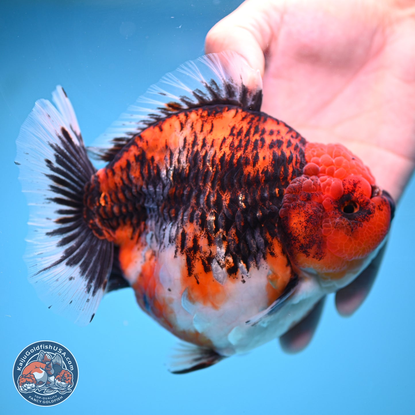 Jumbo Shogun Godzilla Oranda 6 inches - Female (241115_OR21) - Kaiju Goldfish USA