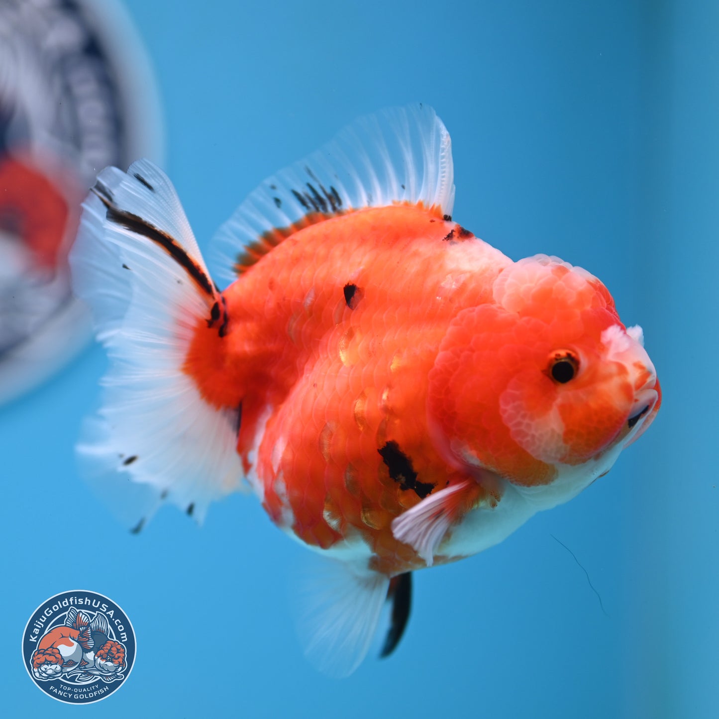 Shogun Tricolor Sakura Oranda 3.5 inches Body - Female (250131_OR21)