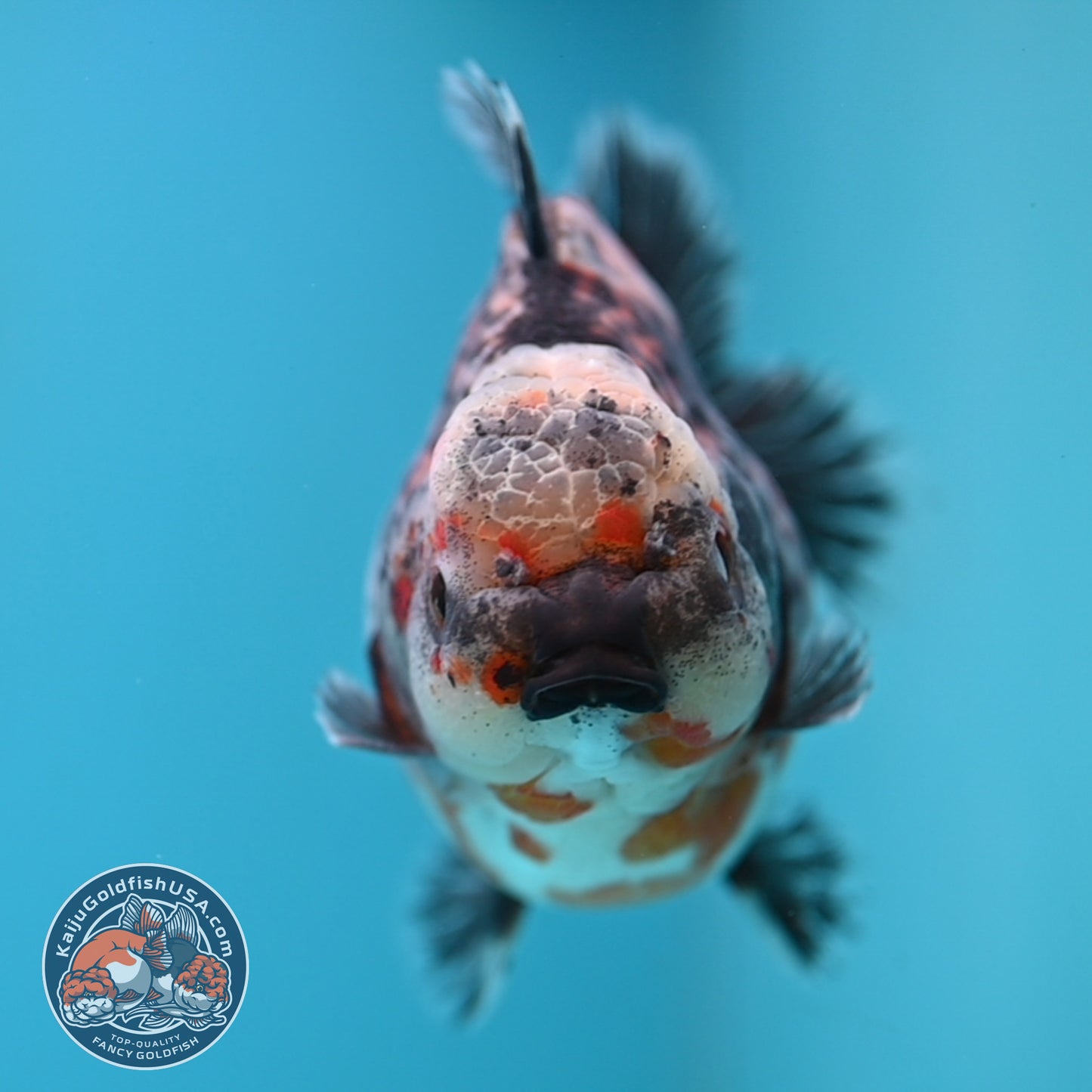 Shogun Kirin Oranda 4.5 inches Body (250530_OR21)