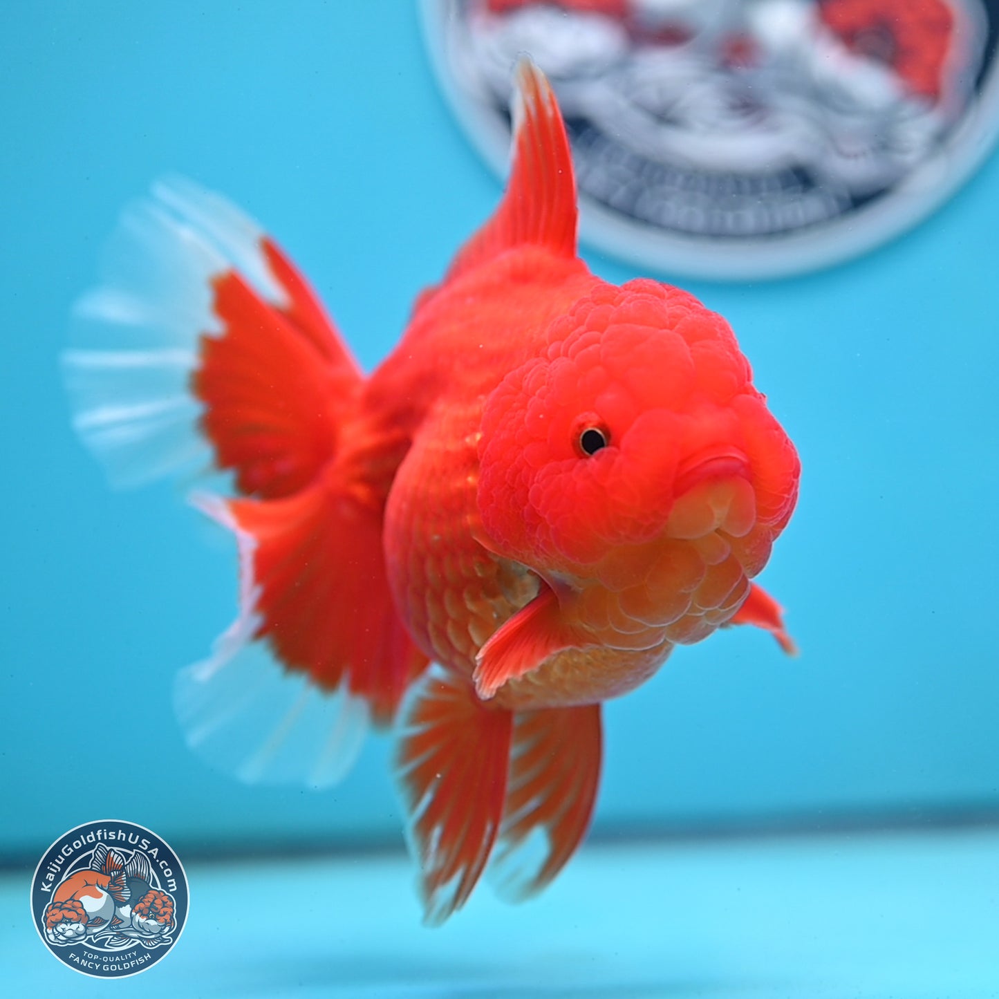 Red White Rose Tail Oranda 4 inches Body - Female (250214_OR21) - read notes