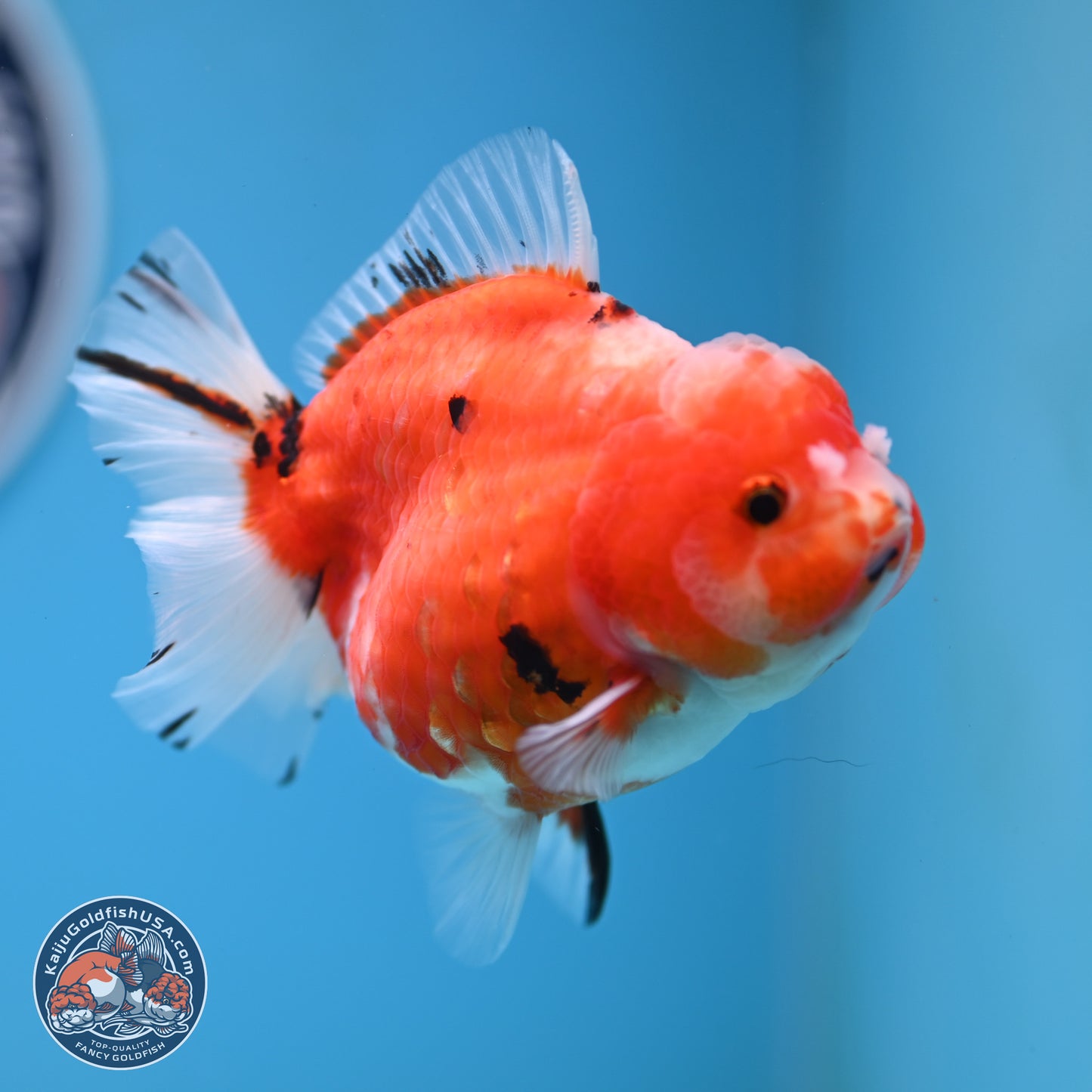 Shogun Tricolor Sakura Oranda 3.5 inches Body - Female (250131_OR21)