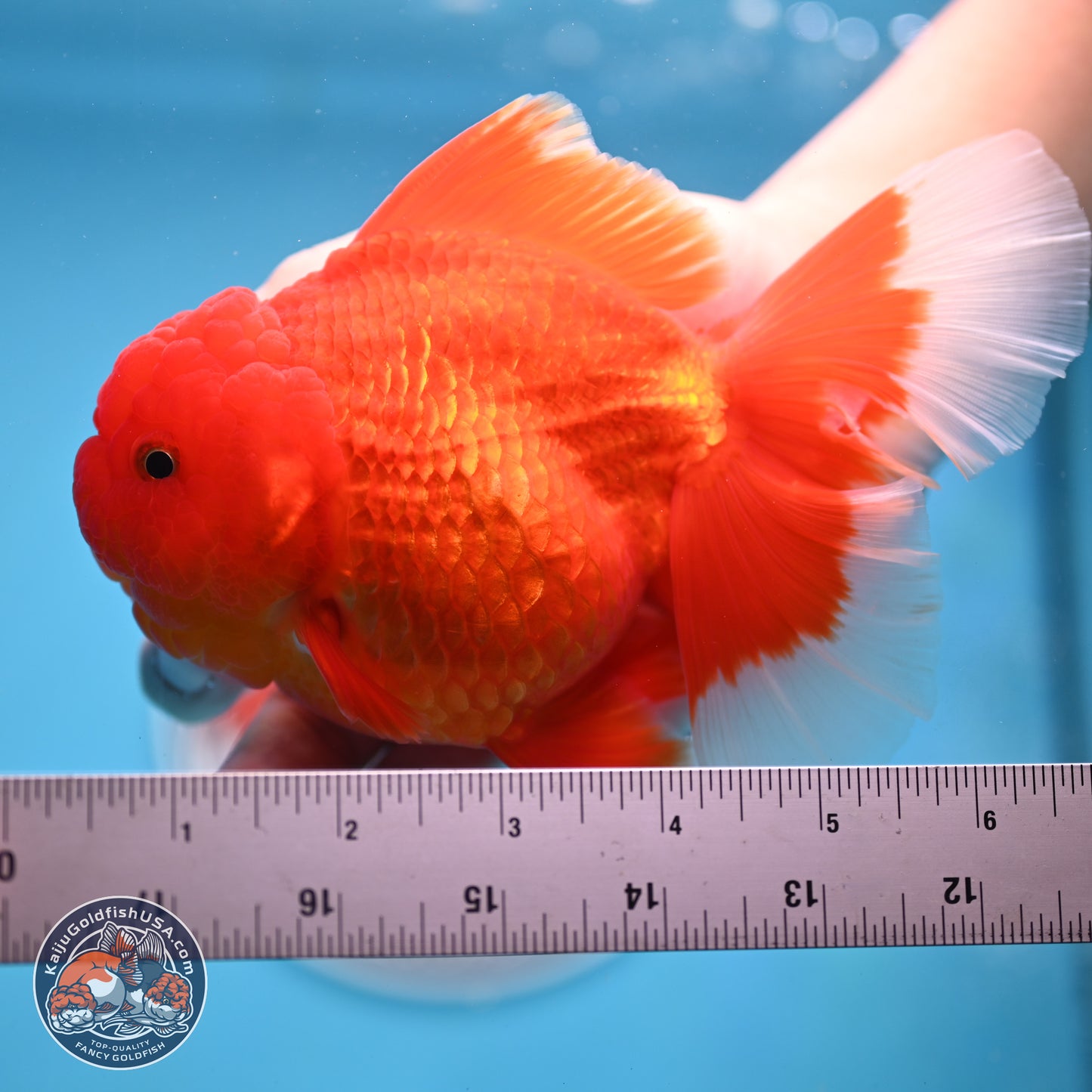 Red White Rose Tail Oranda 4 inches Body - Female (250214_OR21) - read notes