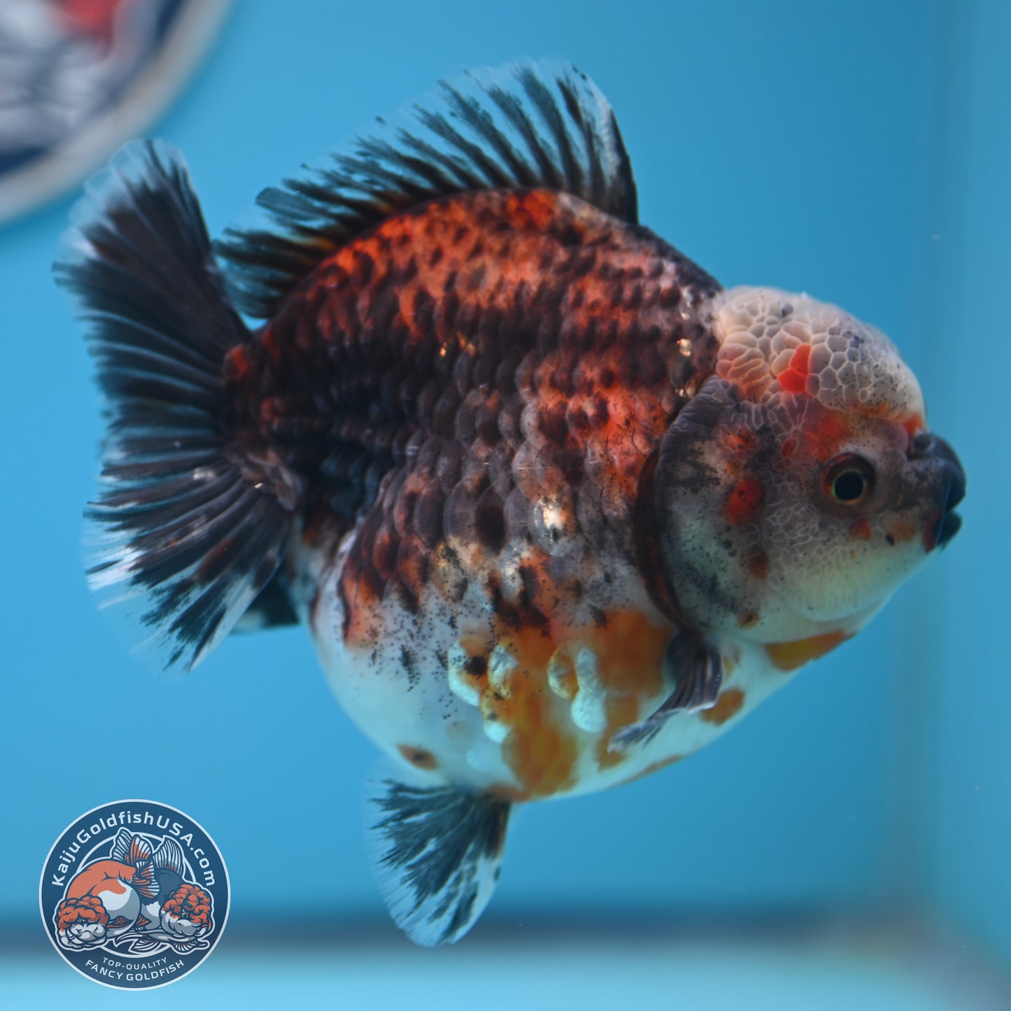 Shogun Kirin Oranda 4.5 inches Body (250530_OR21)