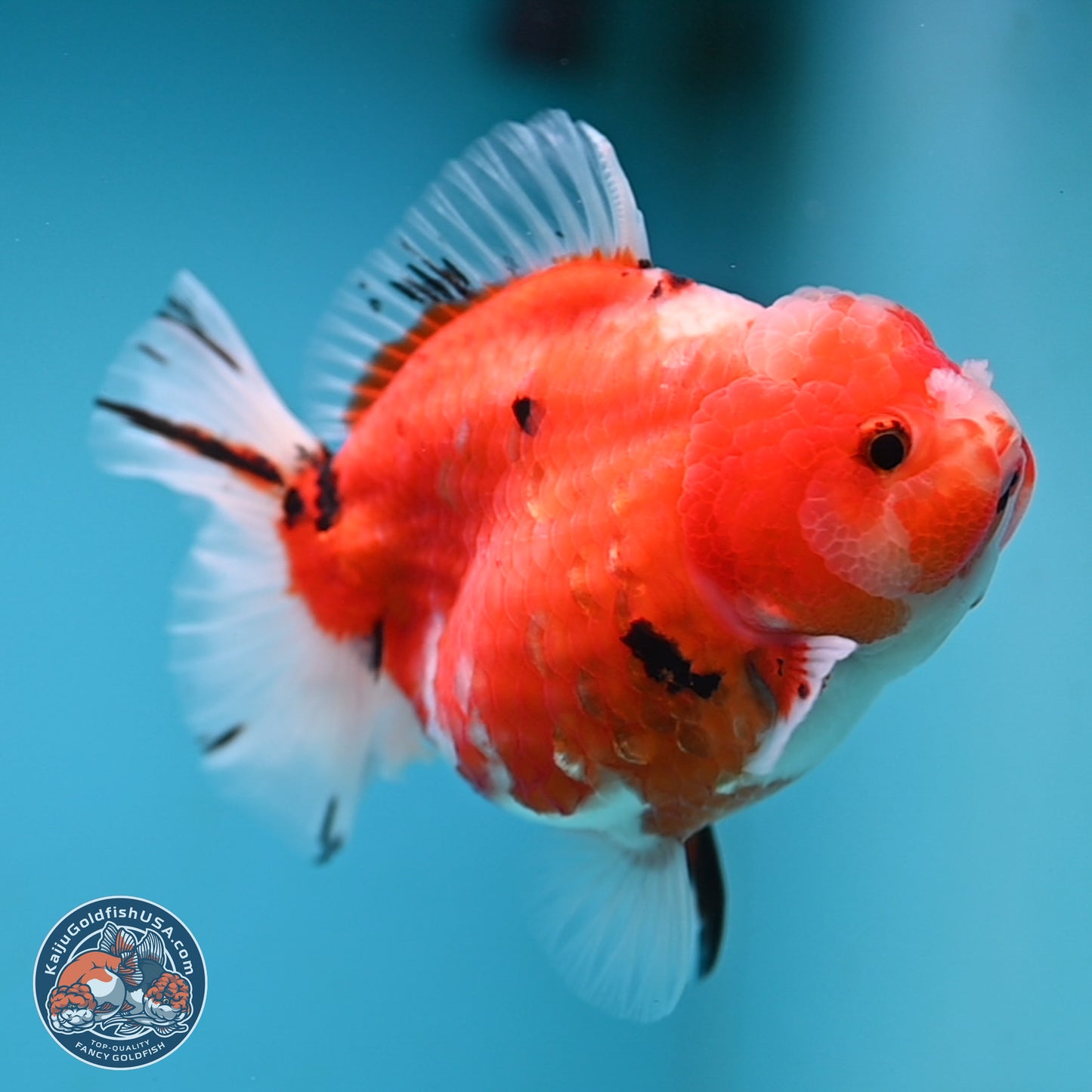 Shogun Tricolor Sakura Oranda 3.5 inches Body - Female (250131_OR21)