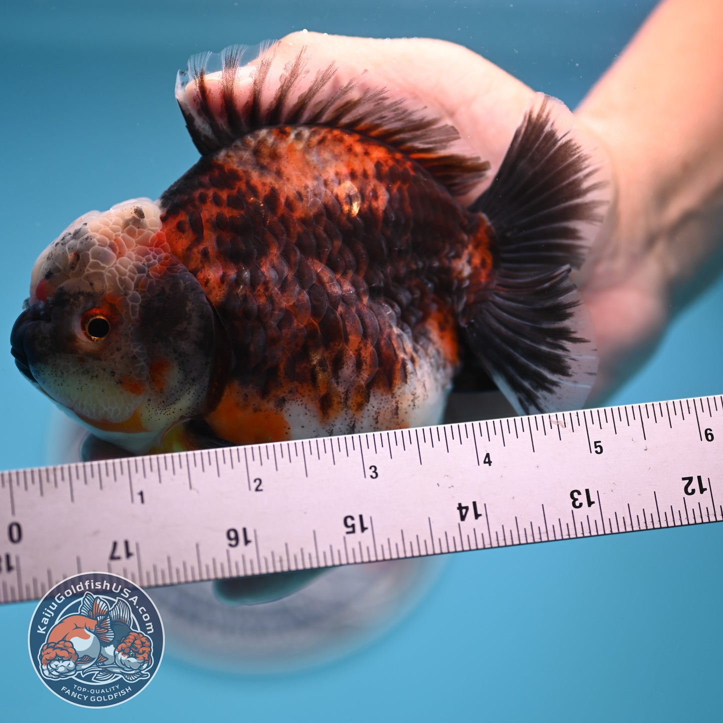 Shogun Kirin Oranda 4.5 inches Body (250530_OR21)