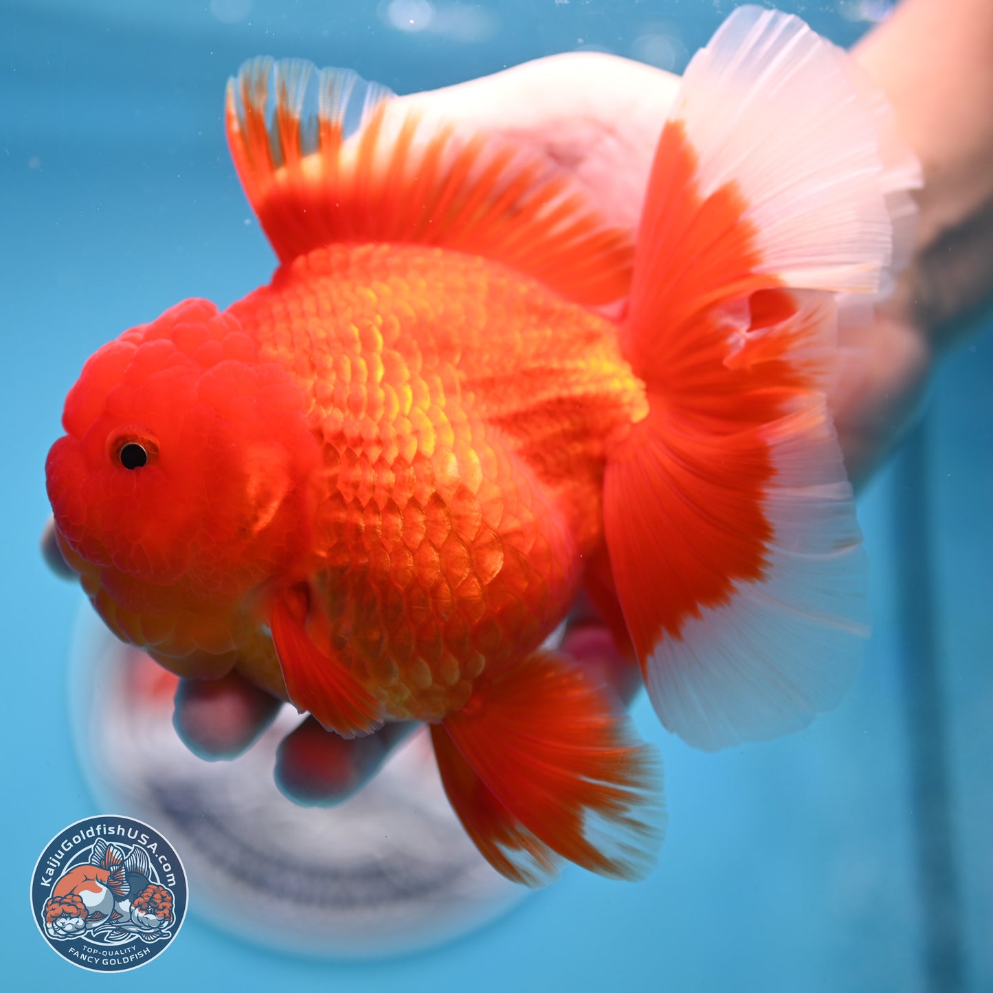 Red White Rose Tail Oranda 4 inches Body - Female (250214_OR21) - read notes